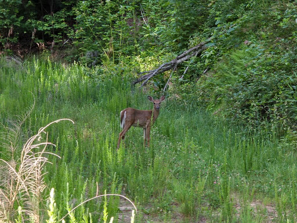 BIG ACREAGE, TRAILS, WILDLIFE!