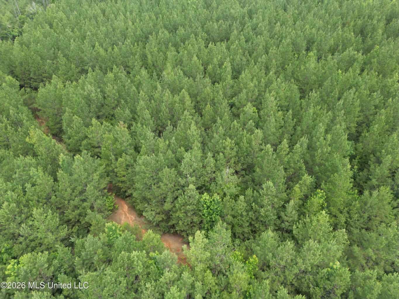 70+- Acres of Plantation Pines Pike County MS