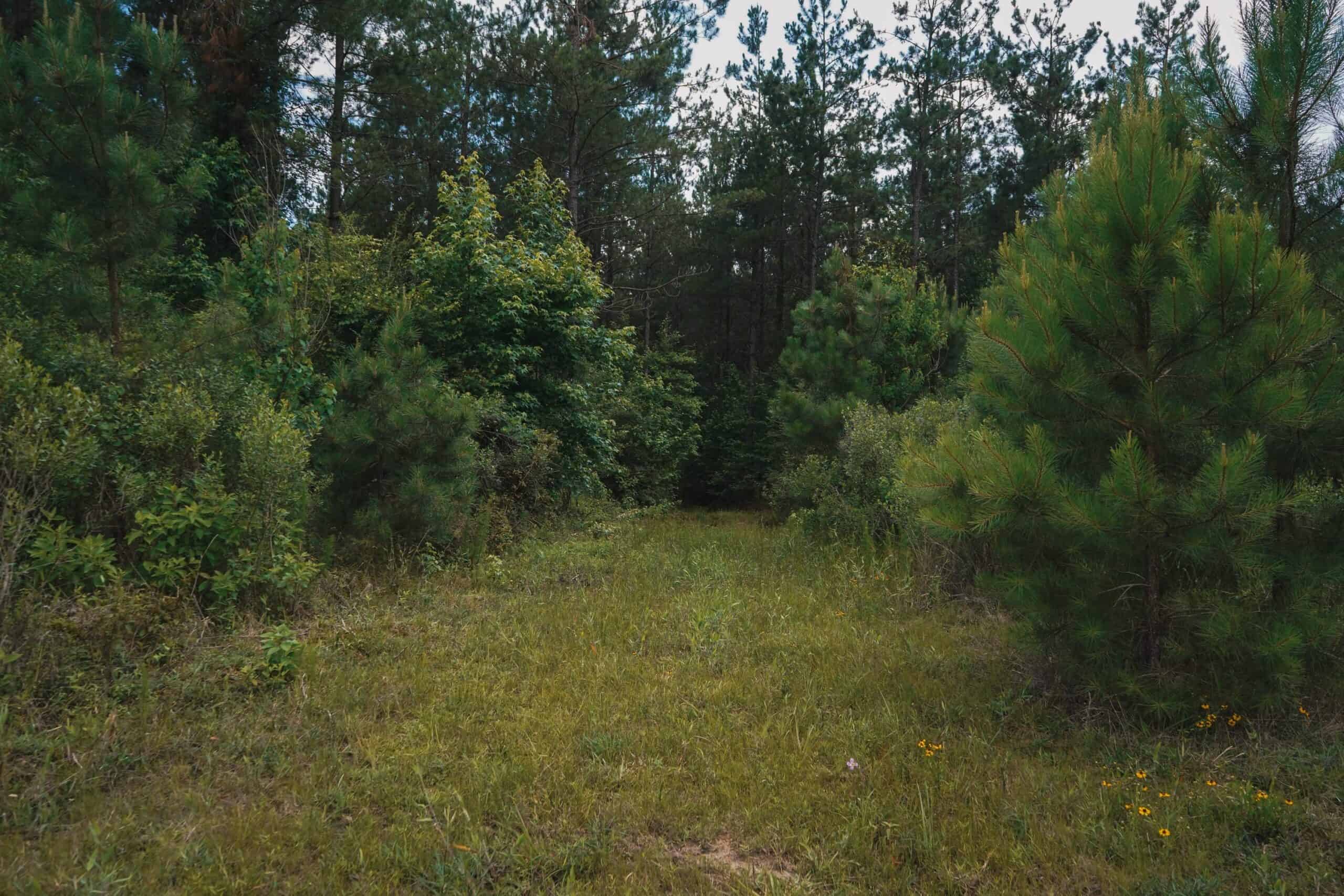 Weston 53 – Timber & Hunting Land in Louisiana