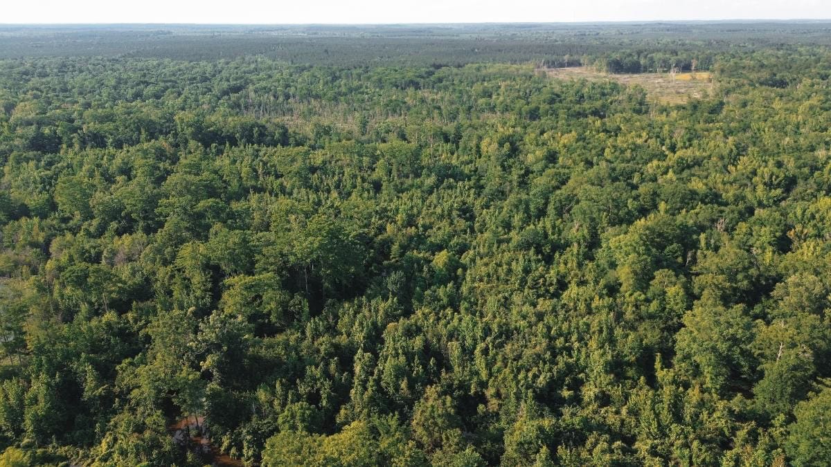 Chatham 72 – HARDWOOD TIMBER & HUNTING JACKSON PARISH LA