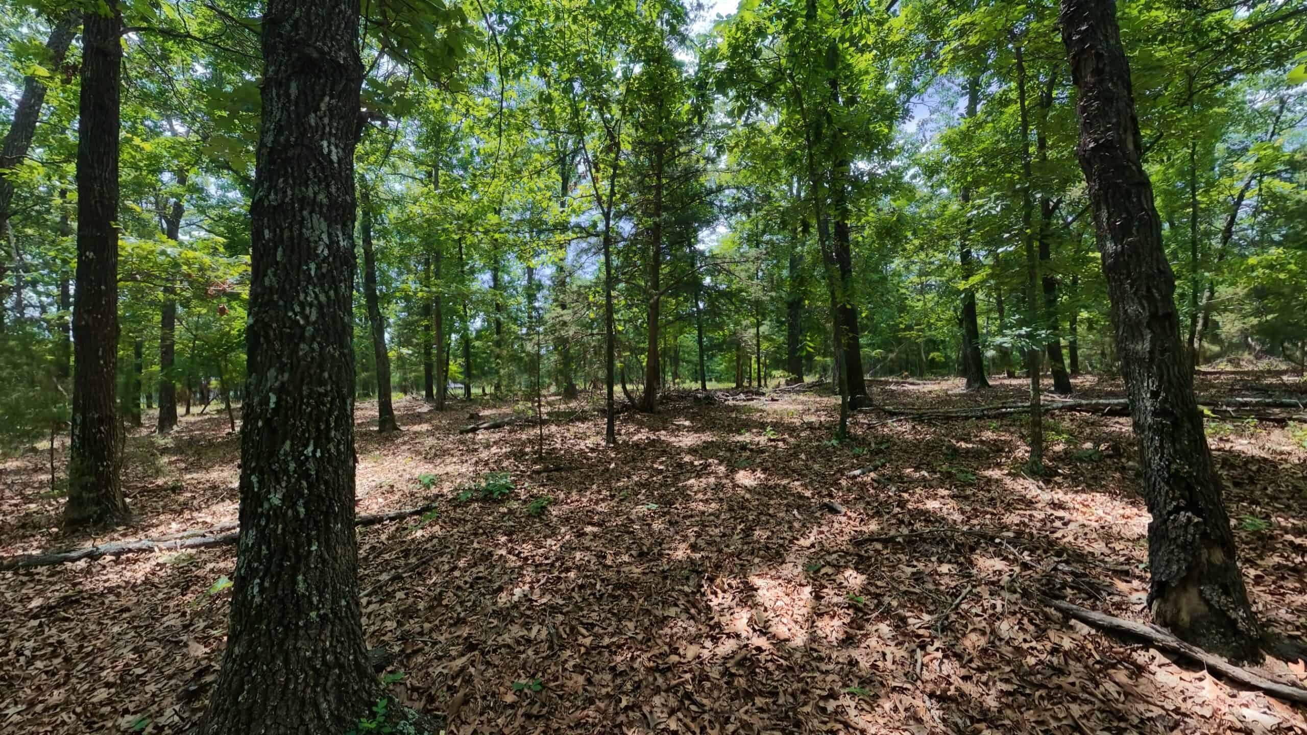 Missouri Ozarks Hunting Land Near Caney Mountain Conservation and Bull Shoals Lake