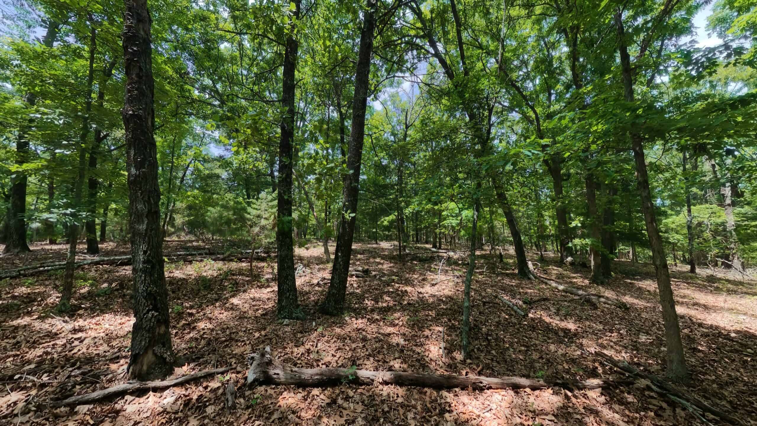 Missouri Ozarks Hunting Land Near Caney Mountain Conservation and Bull Shoals Lake