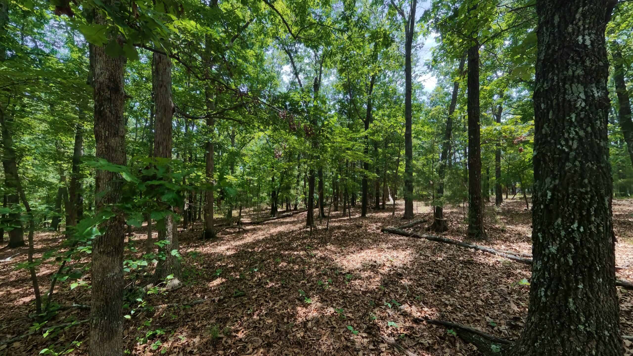 Missouri Ozarks Hunting Land Near Caney Mountain Conservation and Bull Shoals Lake