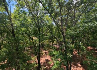 Missouri Ozarks Hunting Land Near Caney Mountain Conservation and Bull Shoals Lake