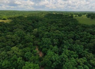 40 Acres of Hunting Land Near Mark Twain National Forest in Oregon County, Missouri