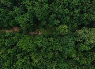 40 Acres of Hunting Land Near Mark Twain National Forest in Oregon County, Missouri