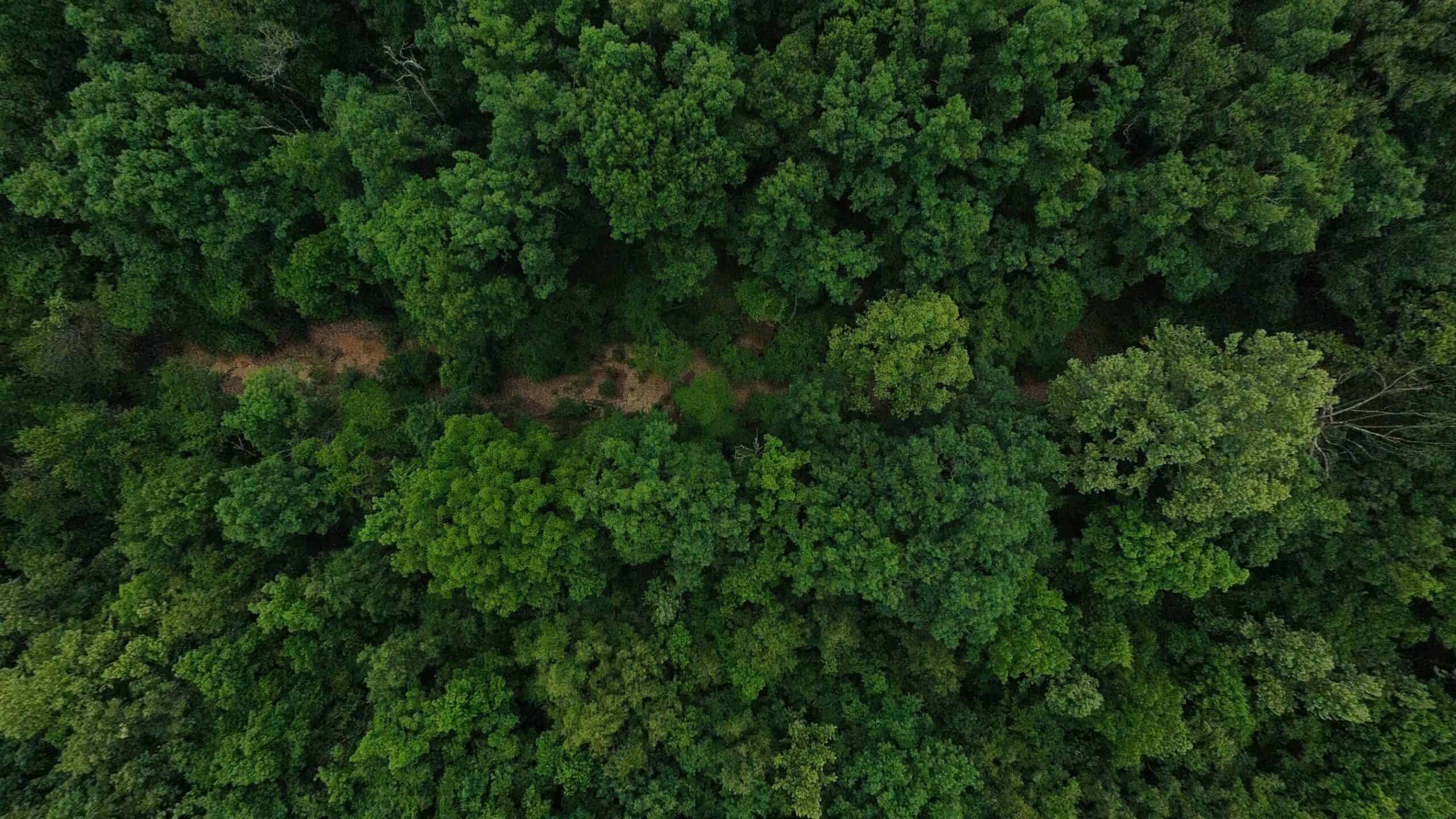 40 Acres of Hunting Land Near Mark Twain National Forest in Oregon County, Missouri