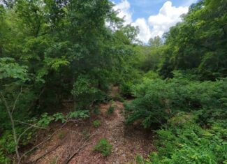 40 Acres of Hunting Land Near Mark Twain National Forest in Oregon County, Missouri