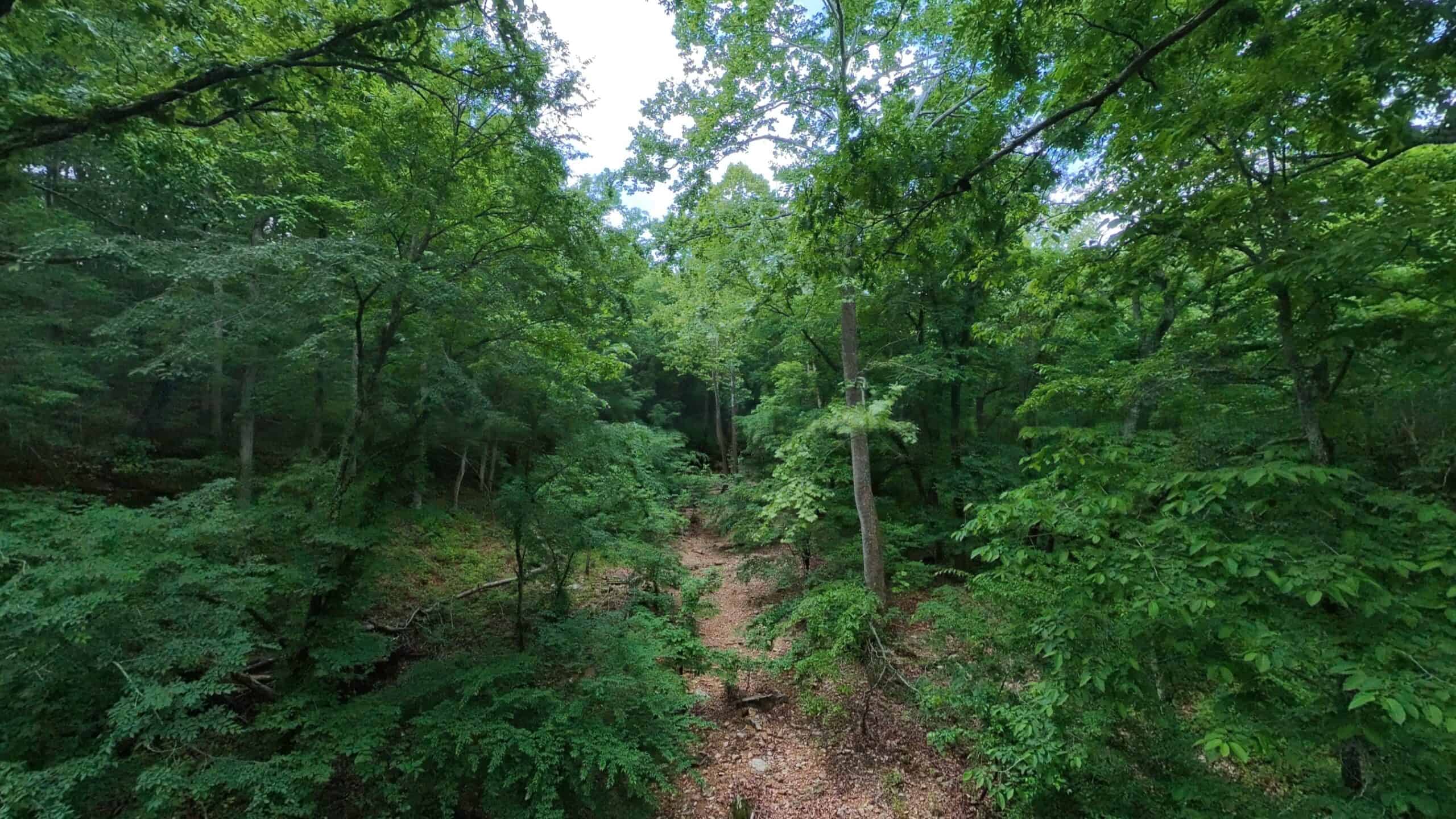 40 Acres of Hunting Land Near Mark Twain National Forest in Oregon County, Missouri