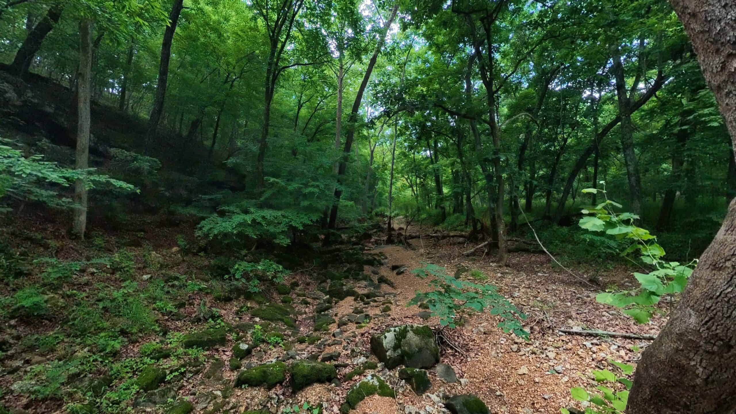 40 Acres of Hunting Land Near Mark Twain National Forest in Oregon County, Missouri
