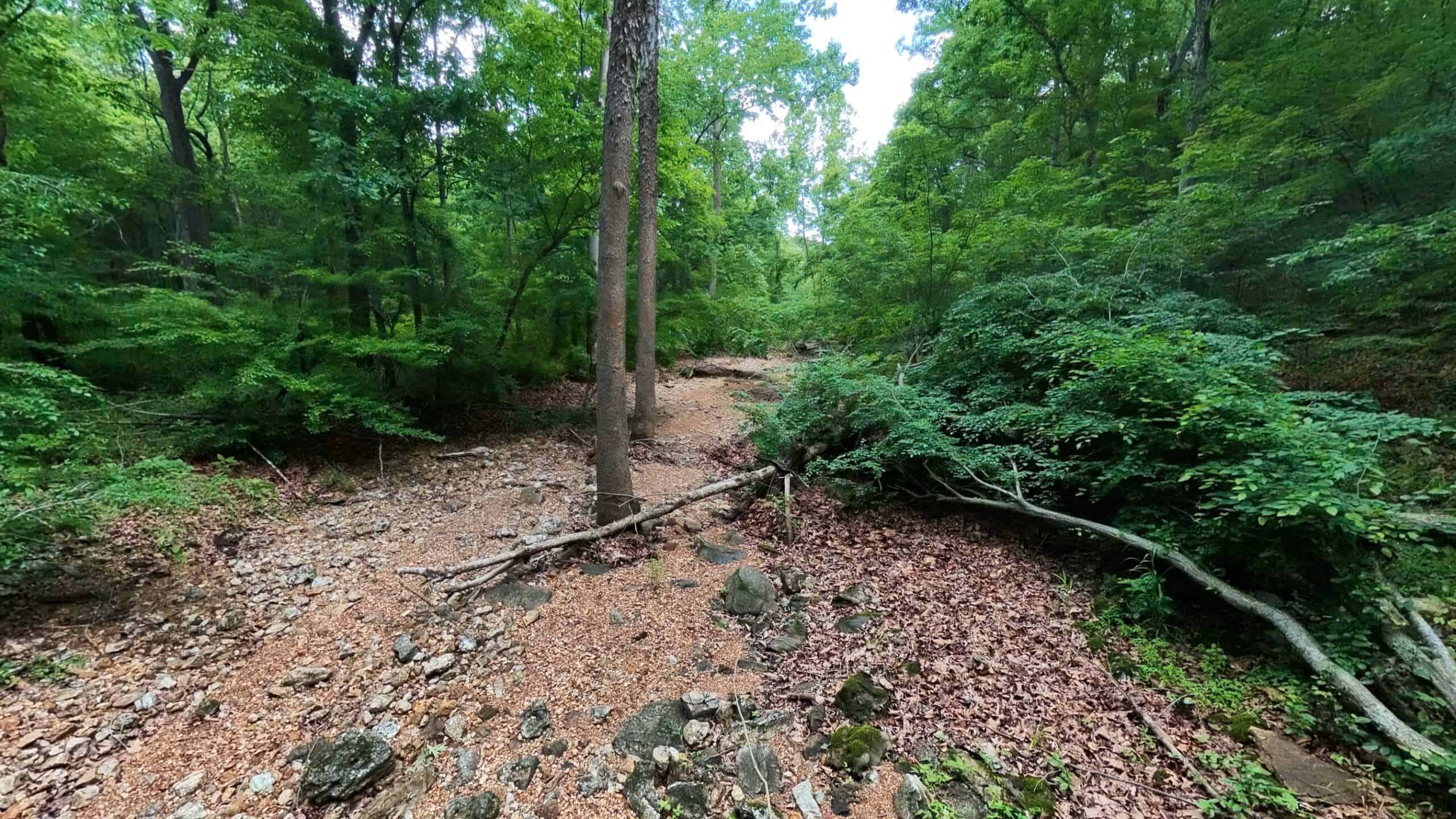 40 Acres of Hunting Land Near Mark Twain National Forest in Oregon County, Missouri