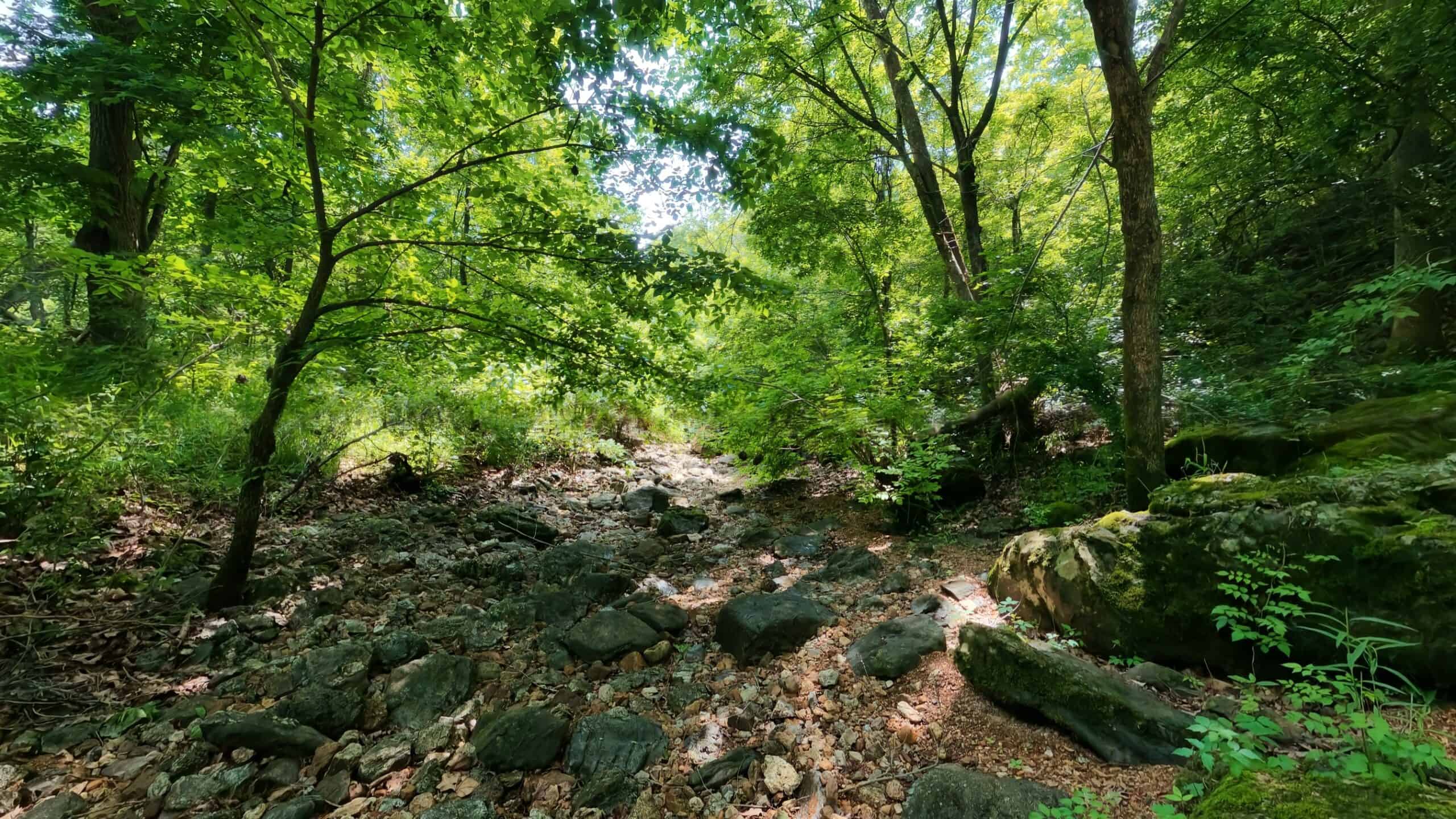 40 Acres of Hunting Land Near Mark Twain National Forest in Oregon County, Missouri