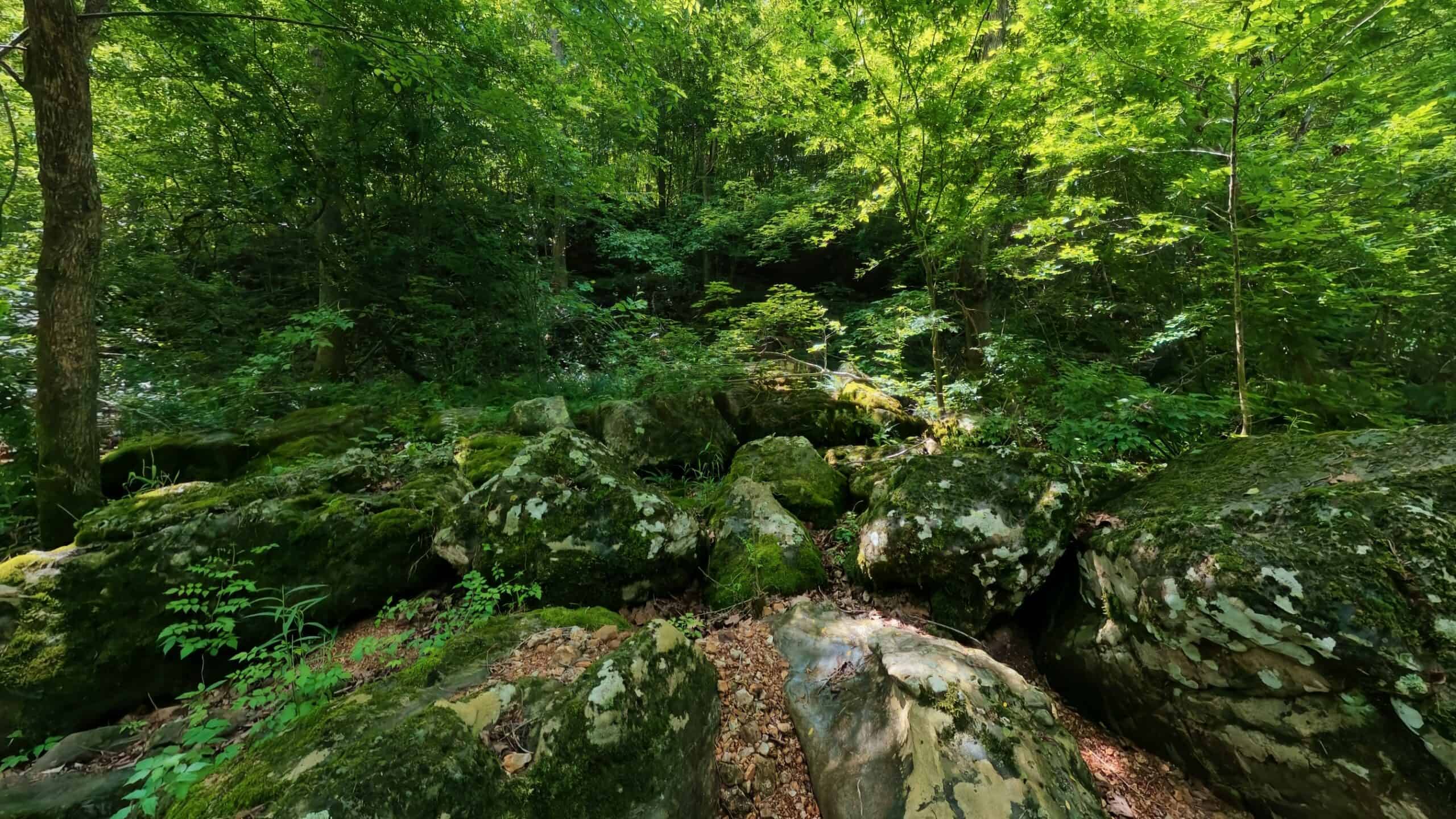 40 Acres of Hunting Land Near Mark Twain National Forest in Oregon County, Missouri