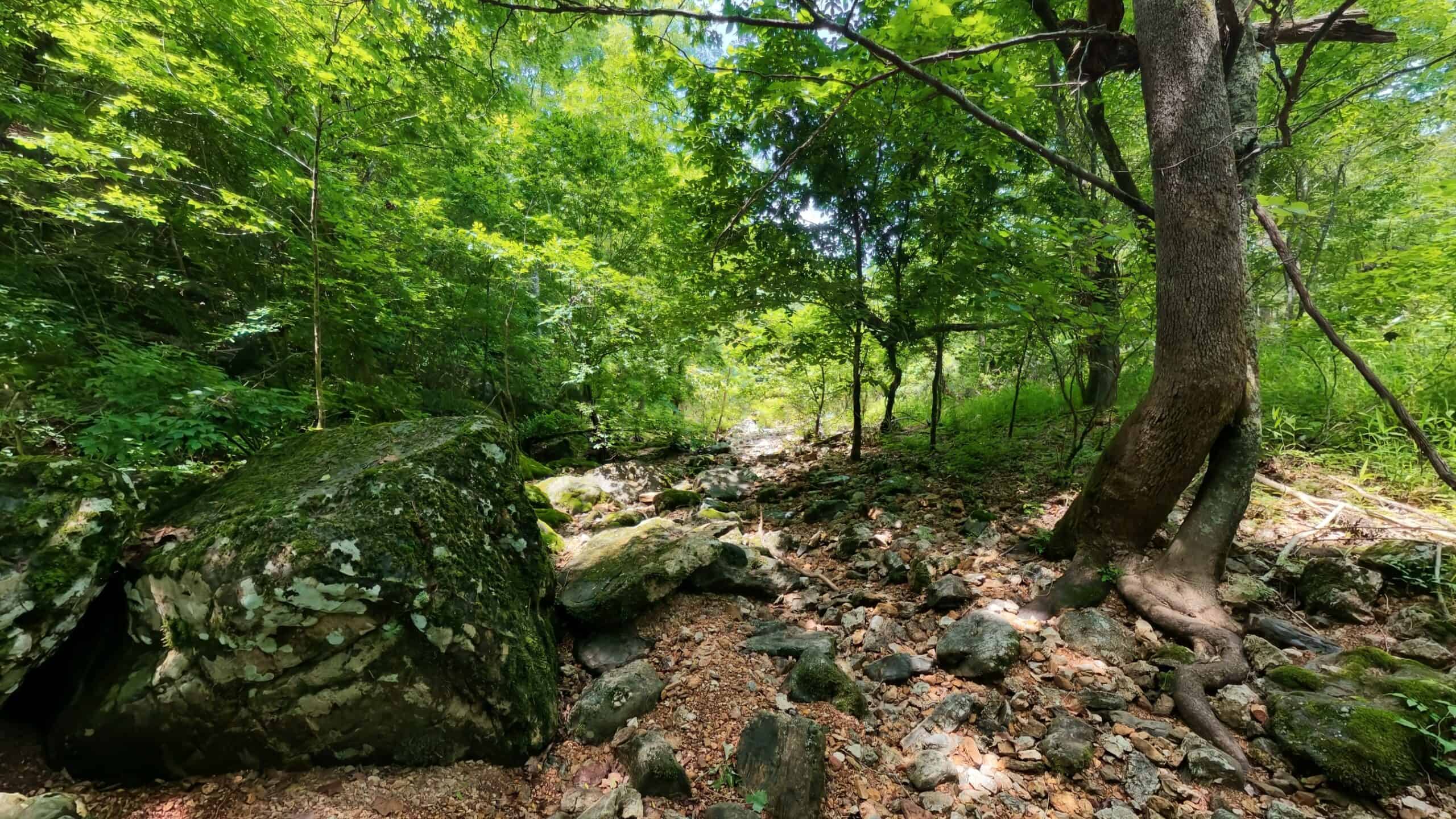 40 Acres of Hunting Land Near Mark Twain National Forest in Oregon County, Missouri