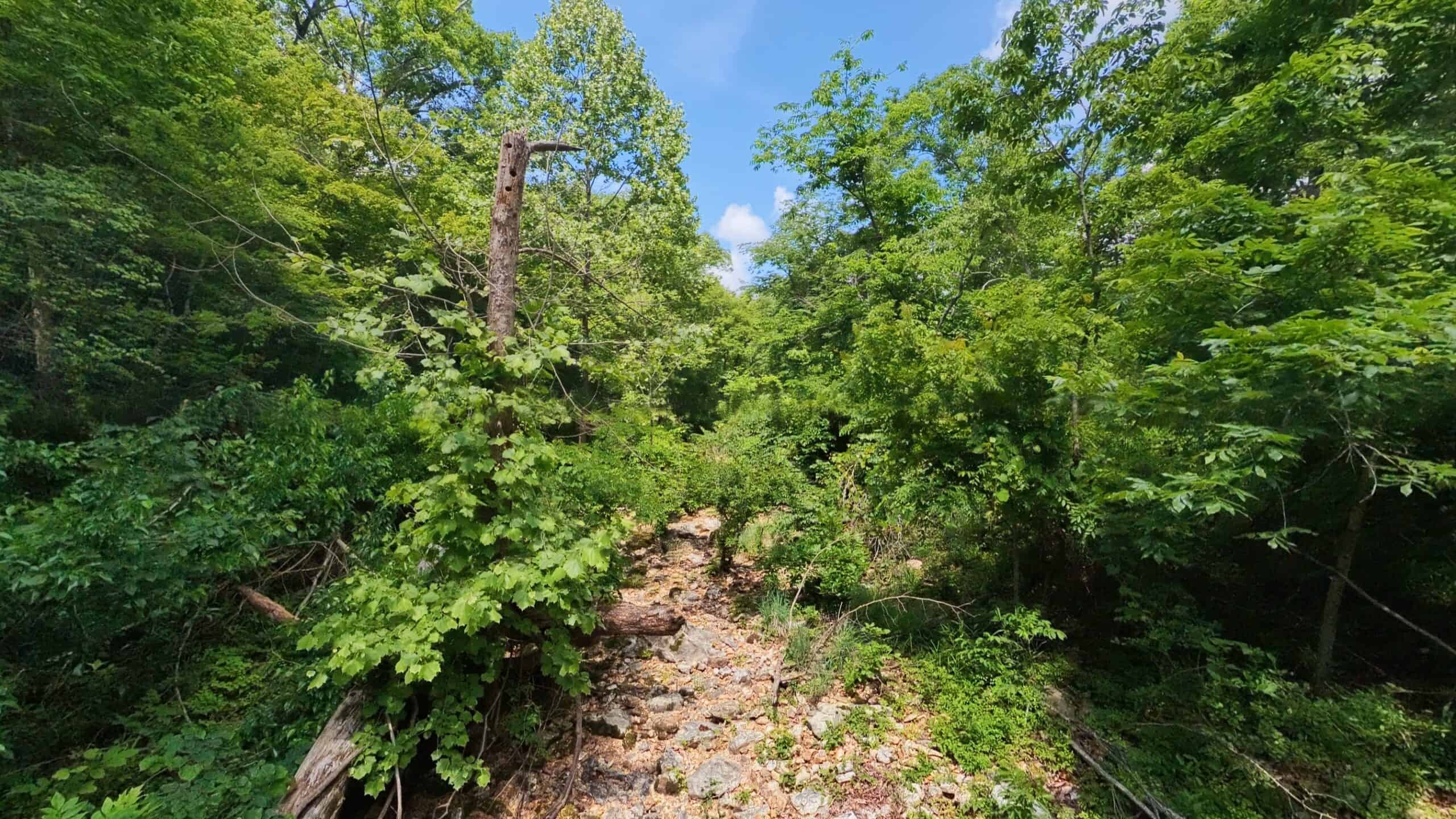 40 Acres of Hunting Land Near Mark Twain National Forest in Oregon County, Missouri