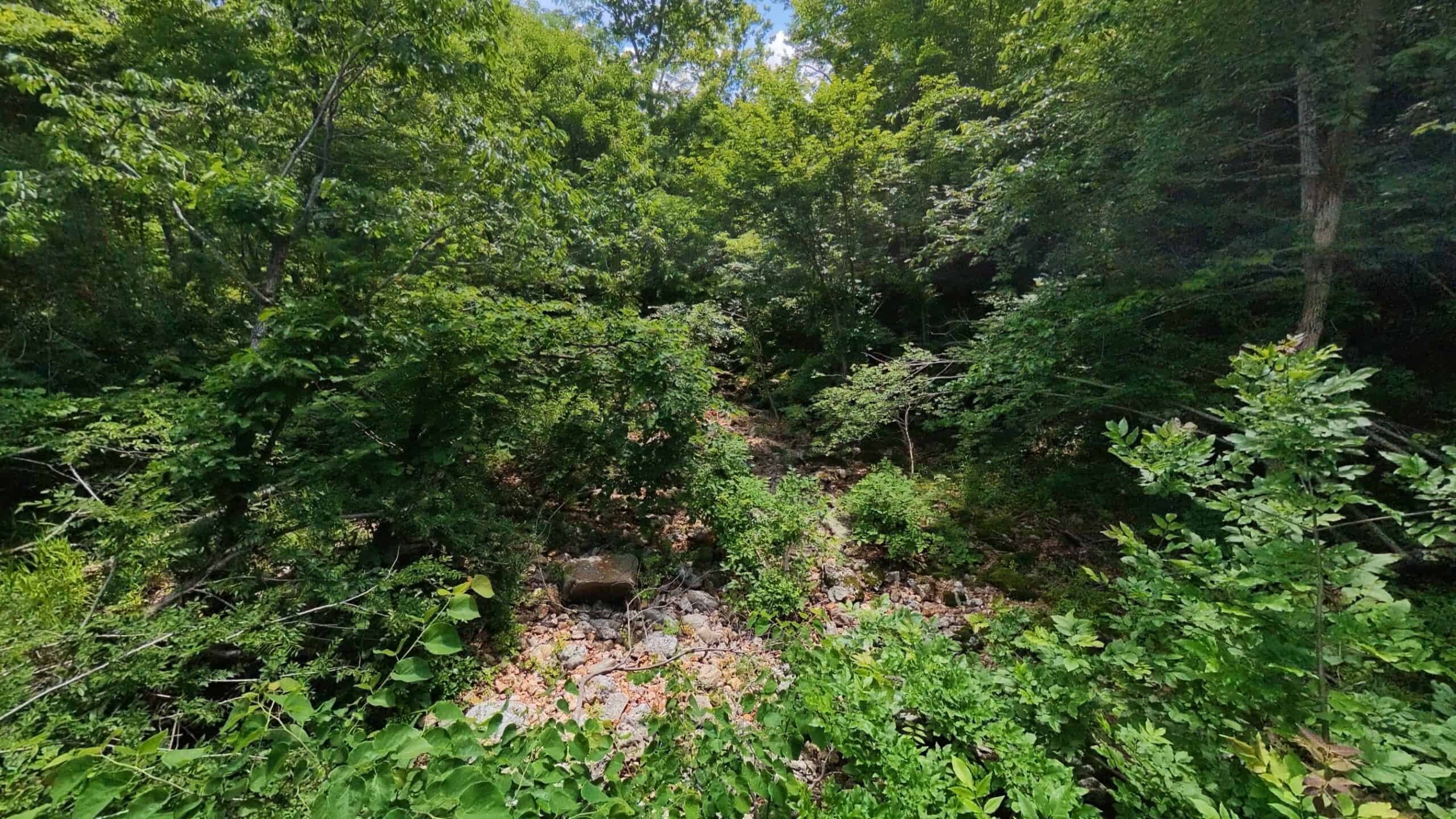 40 Acres of Hunting Land Near Mark Twain National Forest in Oregon County, Missouri
