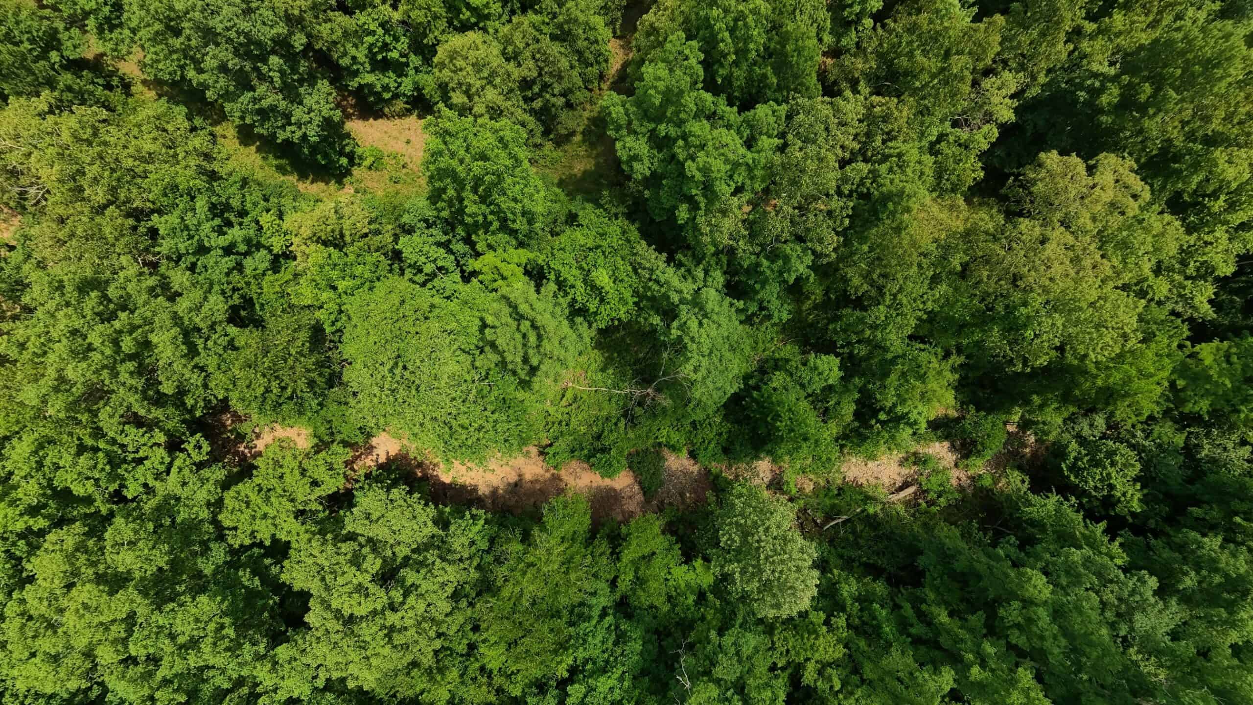 40 Acres of Hunting Land Near Mark Twain National Forest in Oregon County, Missouri