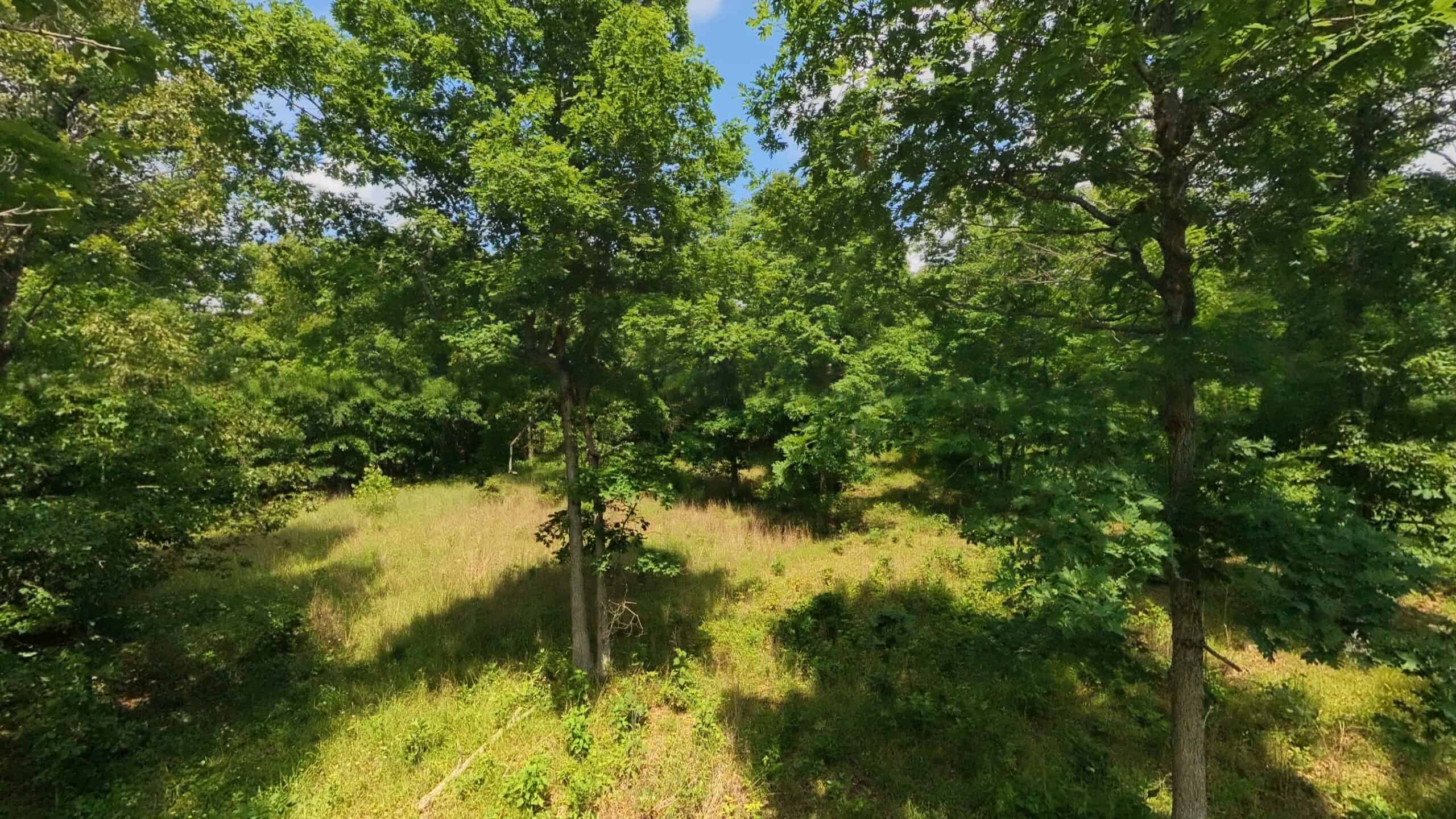 40 Acres of Hunting Land Near Mark Twain National Forest in Oregon County, Missouri