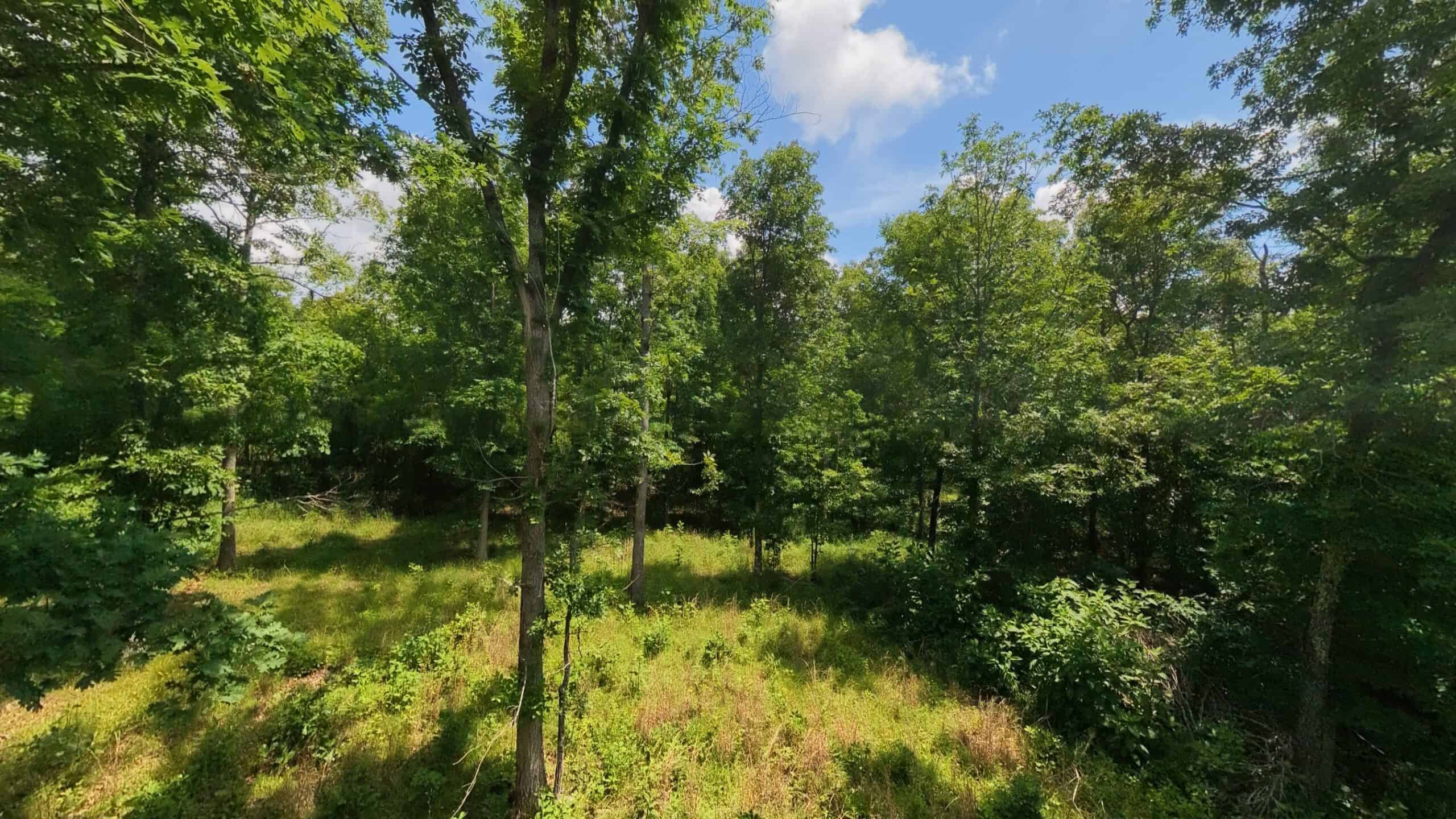 40 Acres of Hunting Land Near Mark Twain National Forest in Oregon County, Missouri