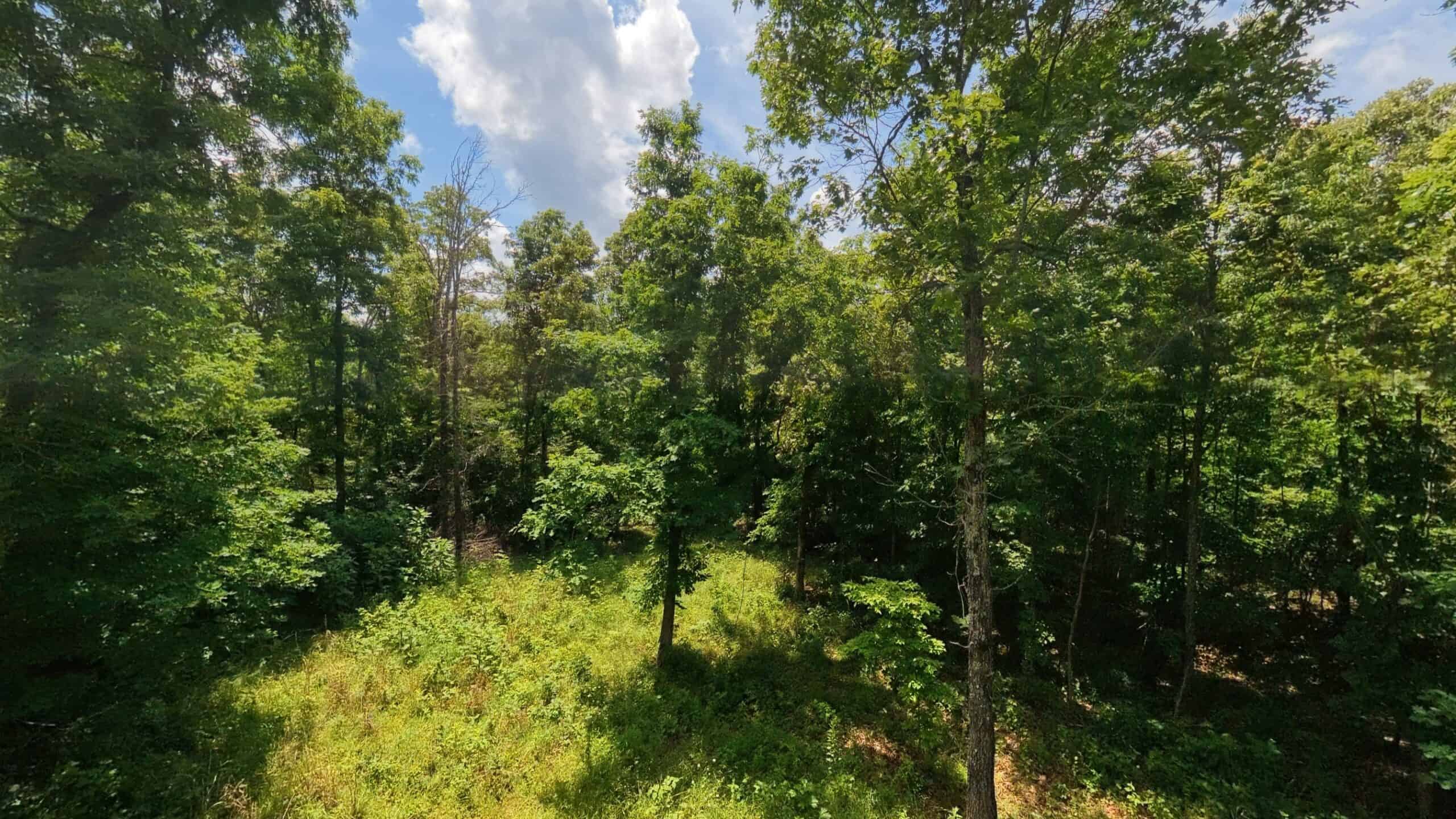 40 Acres of Hunting Land Near Mark Twain National Forest in Oregon County, Missouri