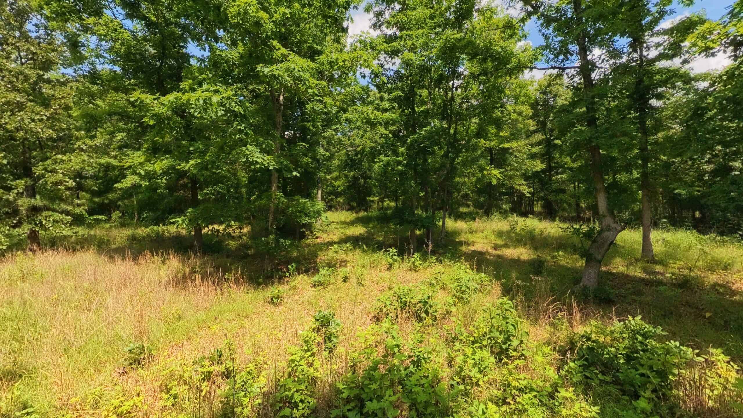 40 Acres of Hunting Land Near Mark Twain National Forest in Oregon County, Missouri