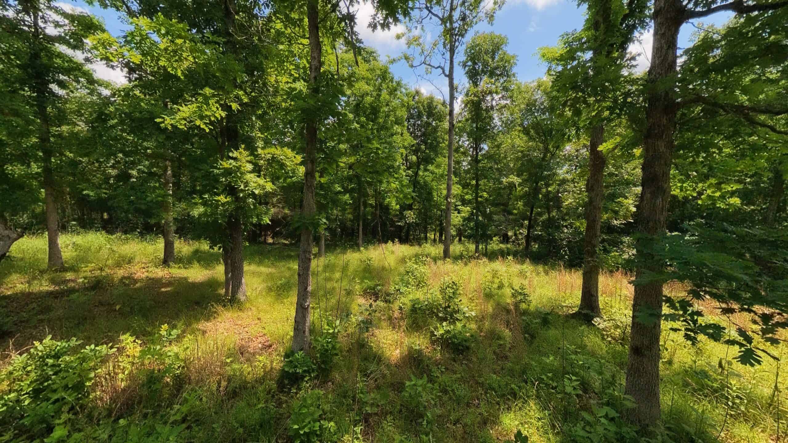 40 Acres of Hunting Land Near Mark Twain National Forest in Oregon County, Missouri
