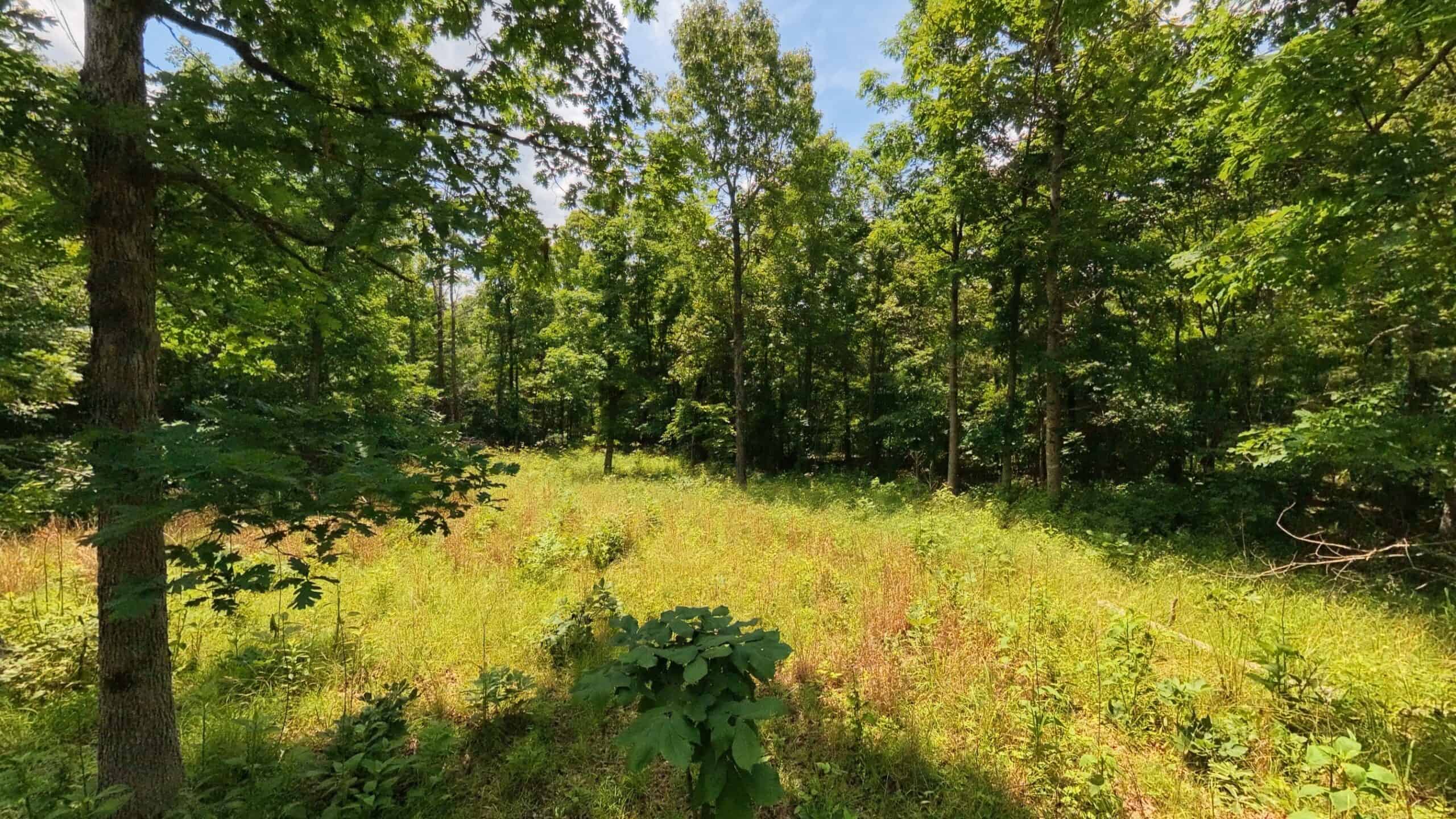 40 Acres of Hunting Land Near Mark Twain National Forest in Oregon County, Missouri