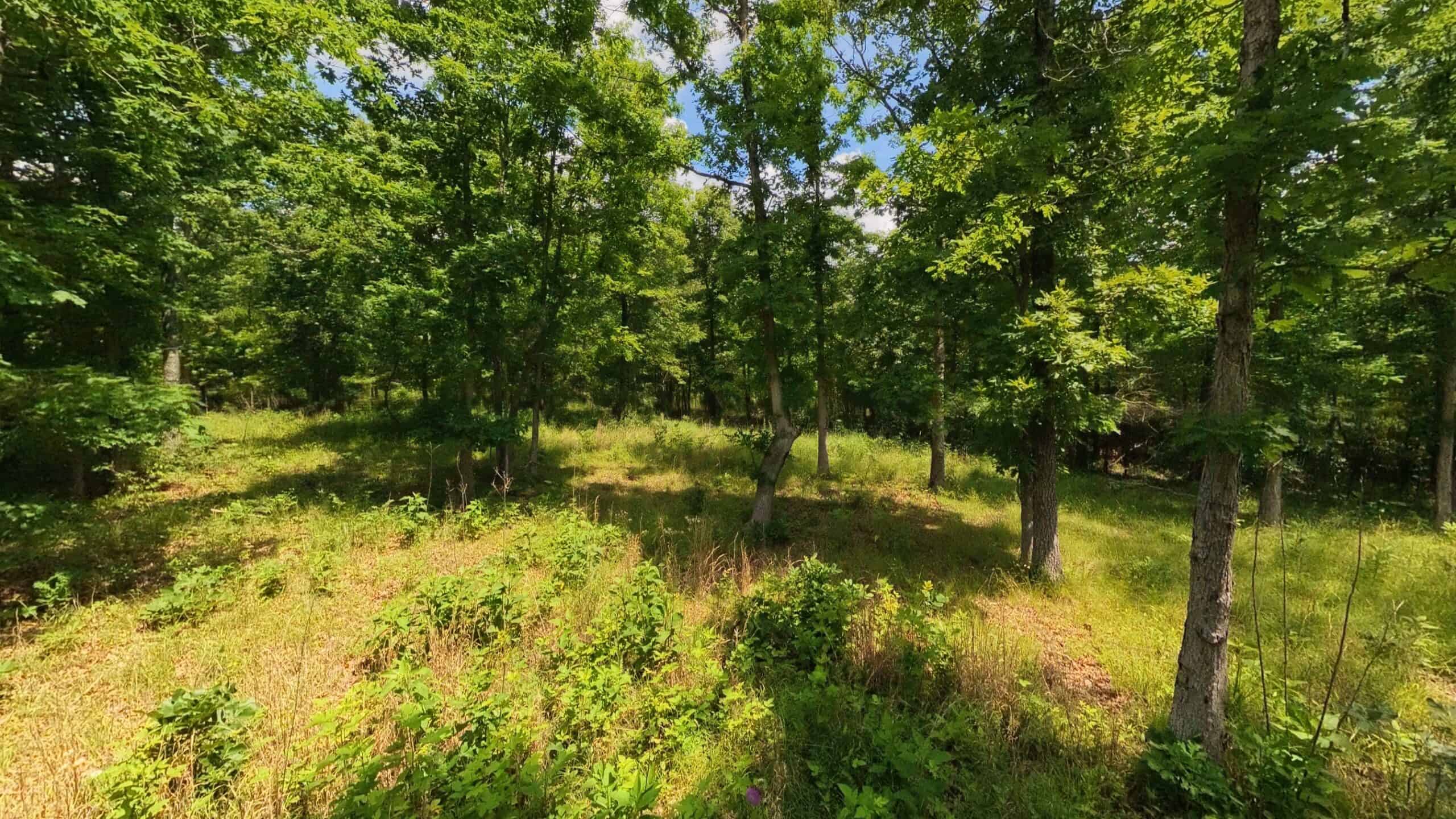 40 Acres of Hunting Land Near Mark Twain National Forest in Oregon County, Missouri