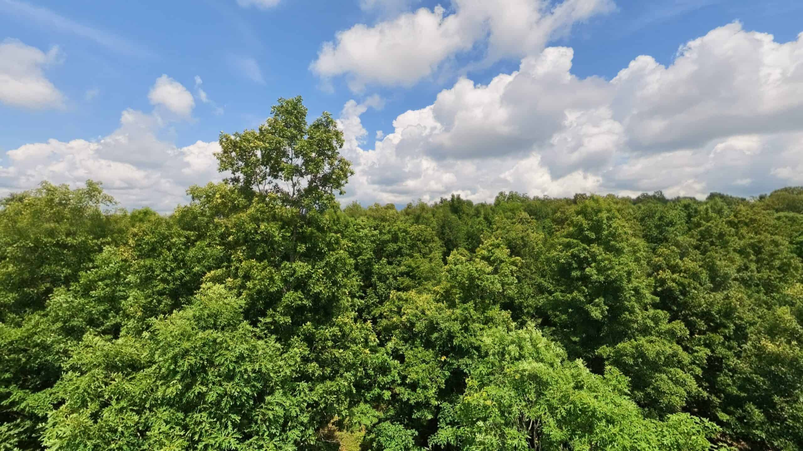 40 Acres of Hunting Land Near Mark Twain National Forest in Oregon County, Missouri