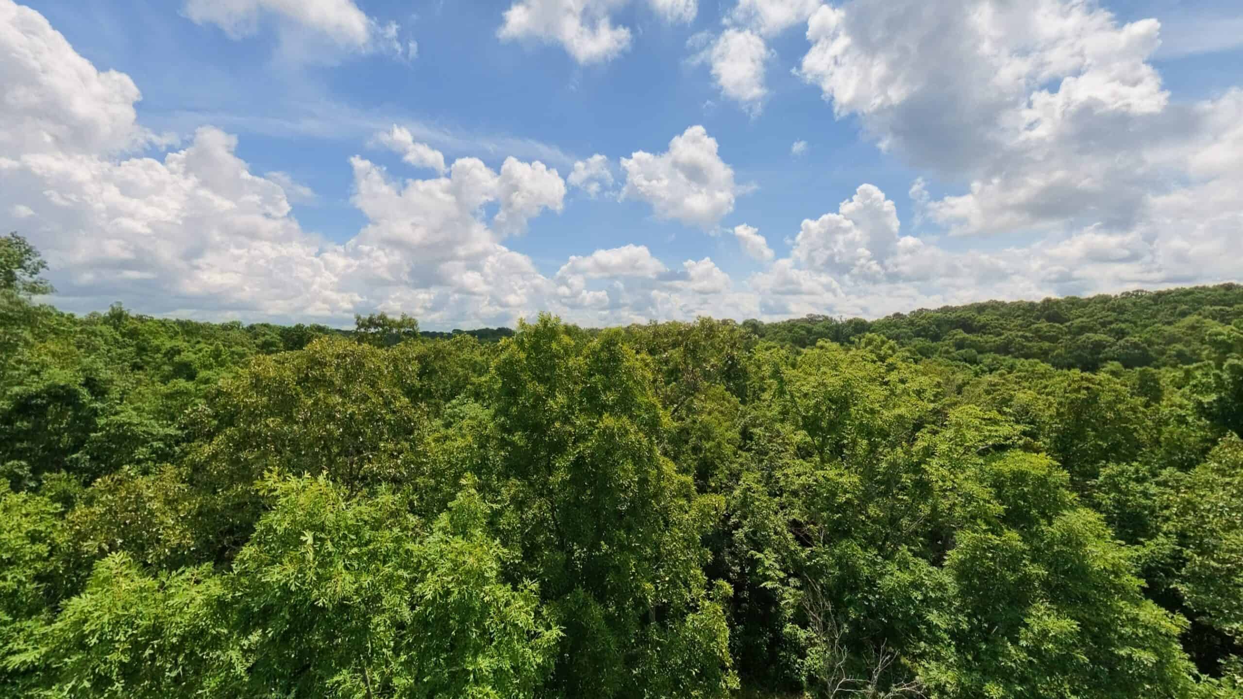 40 Acres of Hunting Land Near Mark Twain National Forest in Oregon County, Missouri