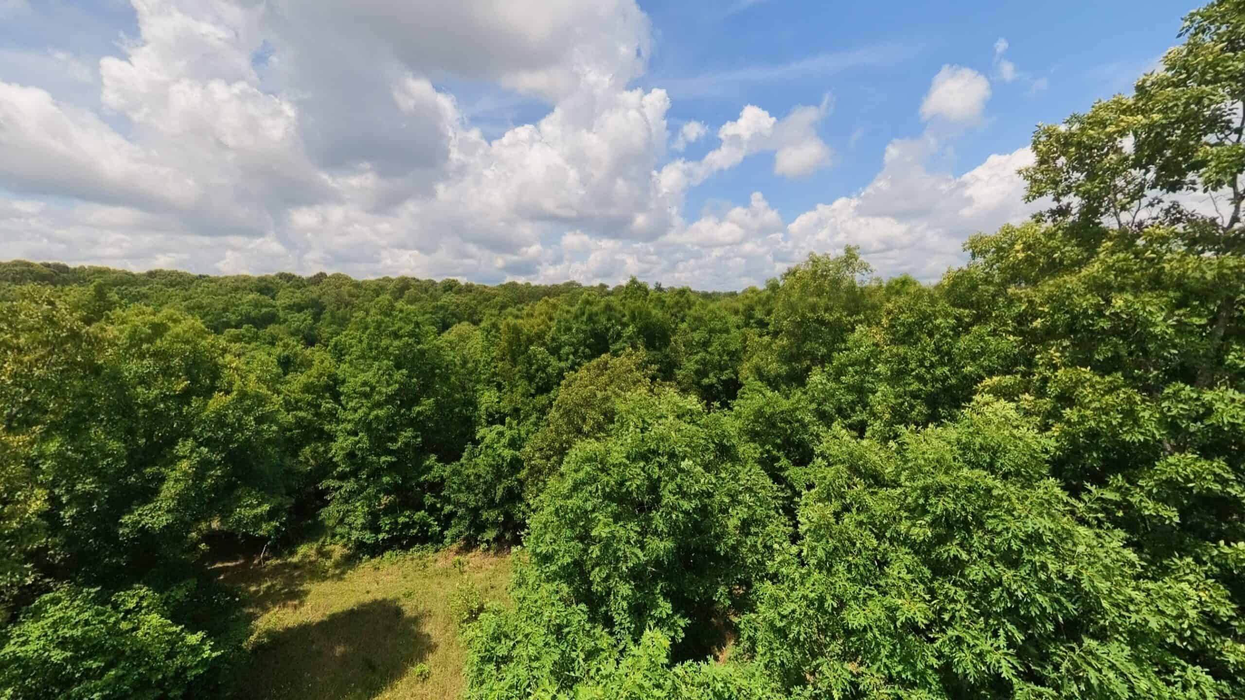40 Acres of Hunting Land Near Mark Twain National Forest in Oregon County, Missouri