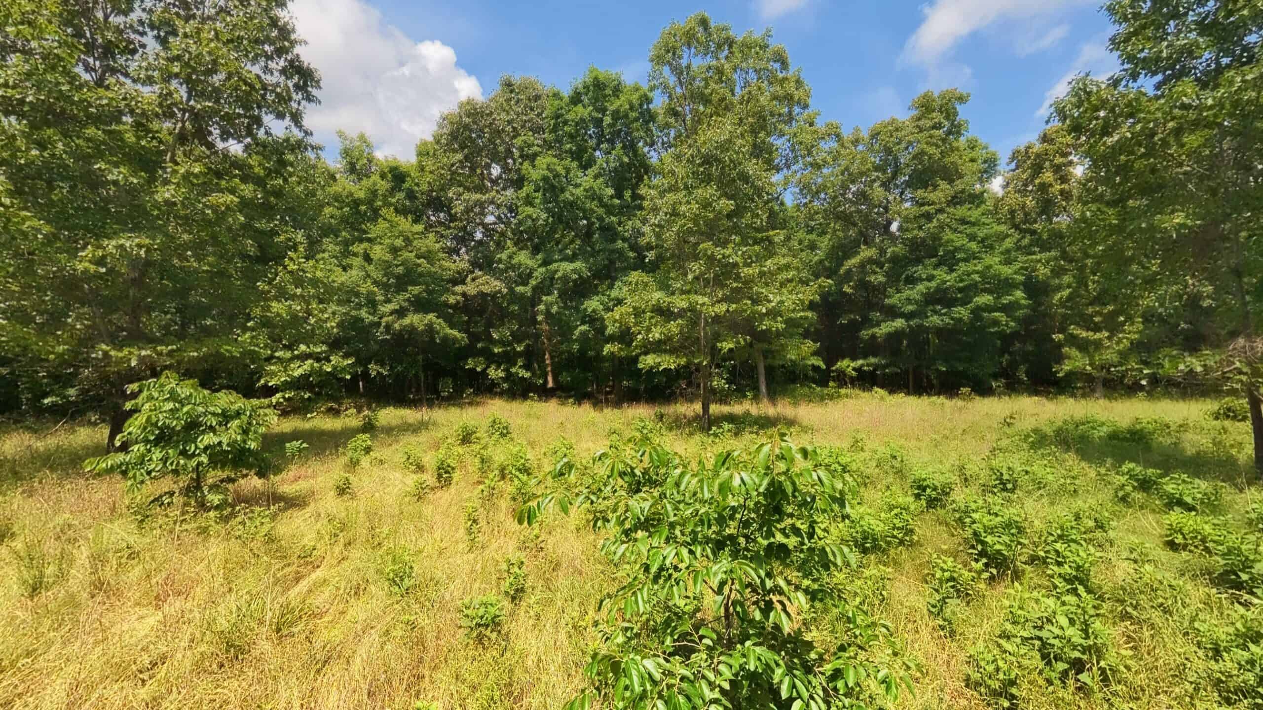 40 Acres of Hunting Land Near Mark Twain National Forest in Oregon County, Missouri