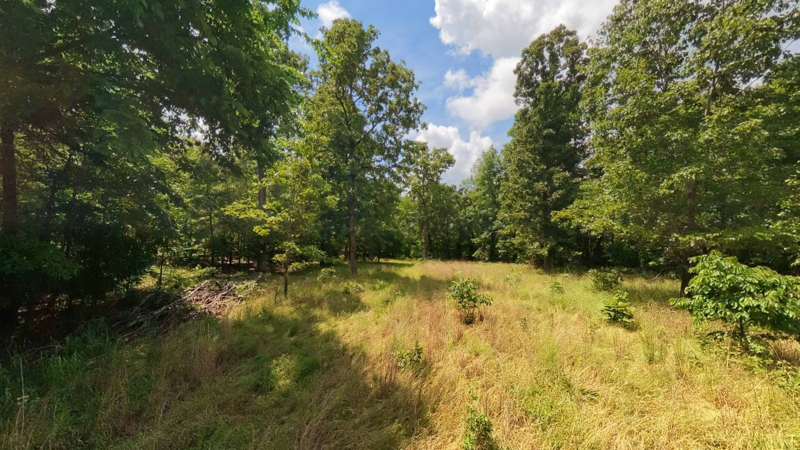 40 Acres of Hunting Land Near Mark Twain National Forest in Oregon County, Missouri