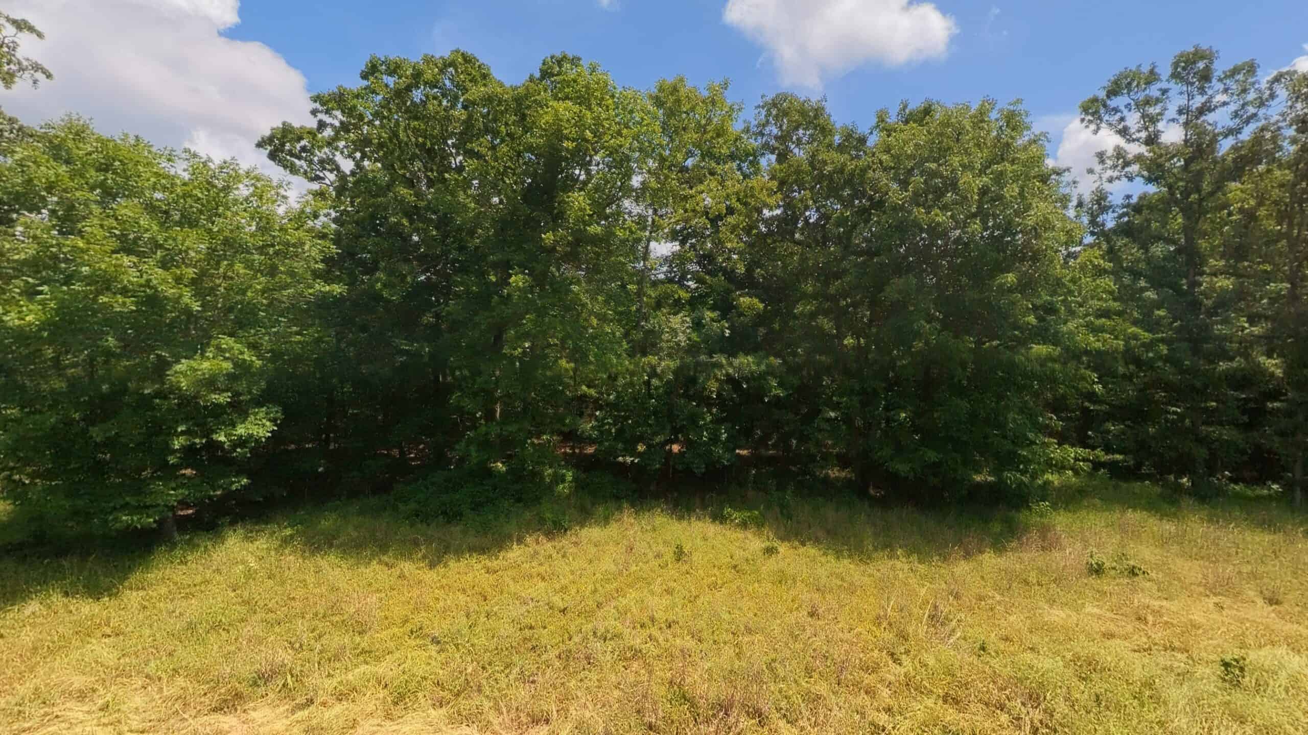 40 Acres of Hunting Land Near Mark Twain National Forest in Oregon County, Missouri