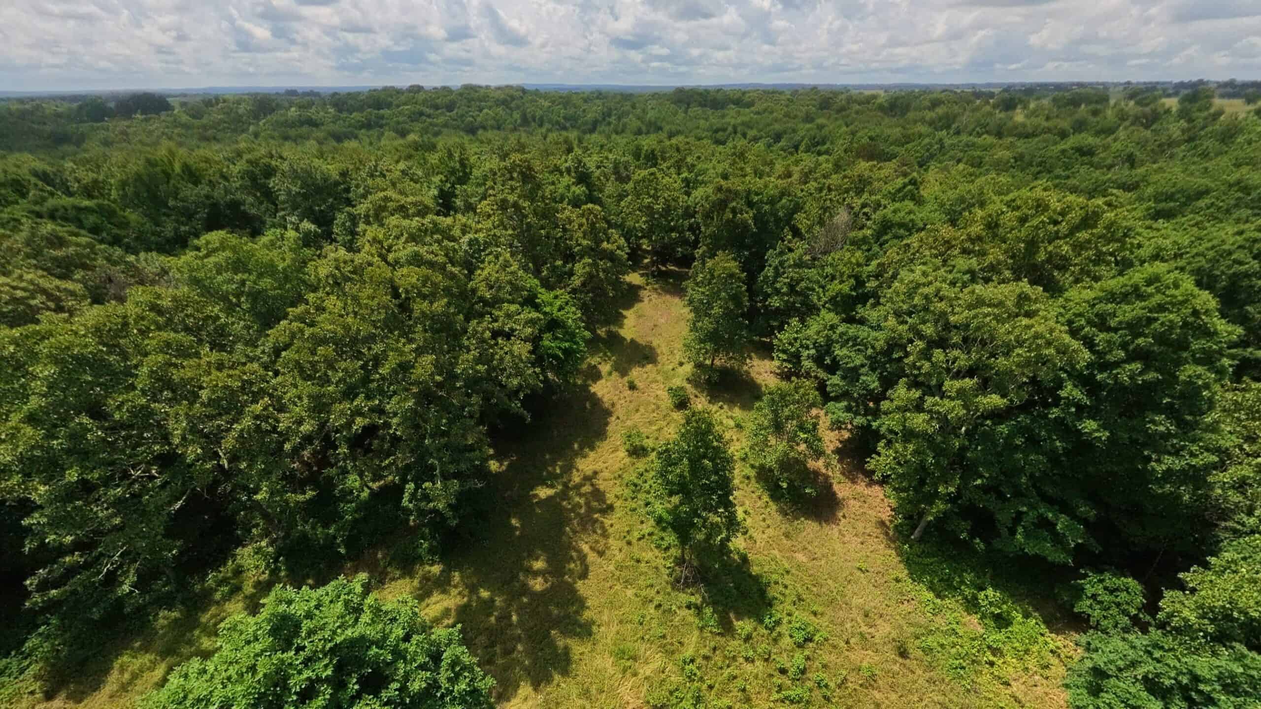 40 Acres of Hunting Land Near Mark Twain National Forest in Oregon County, Missouri