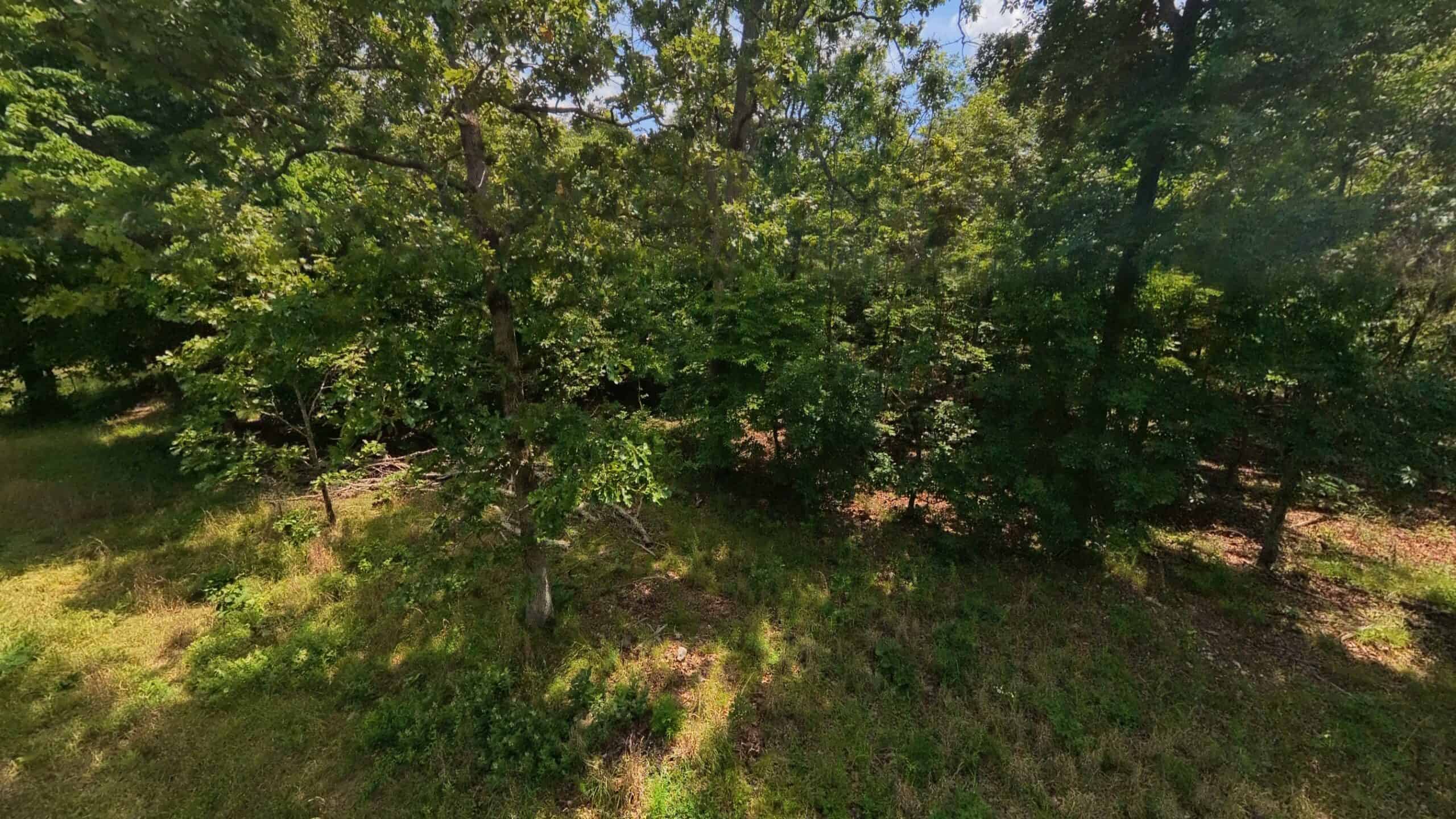 40 Acres of Hunting Land Near Mark Twain National Forest in Oregon County, Missouri