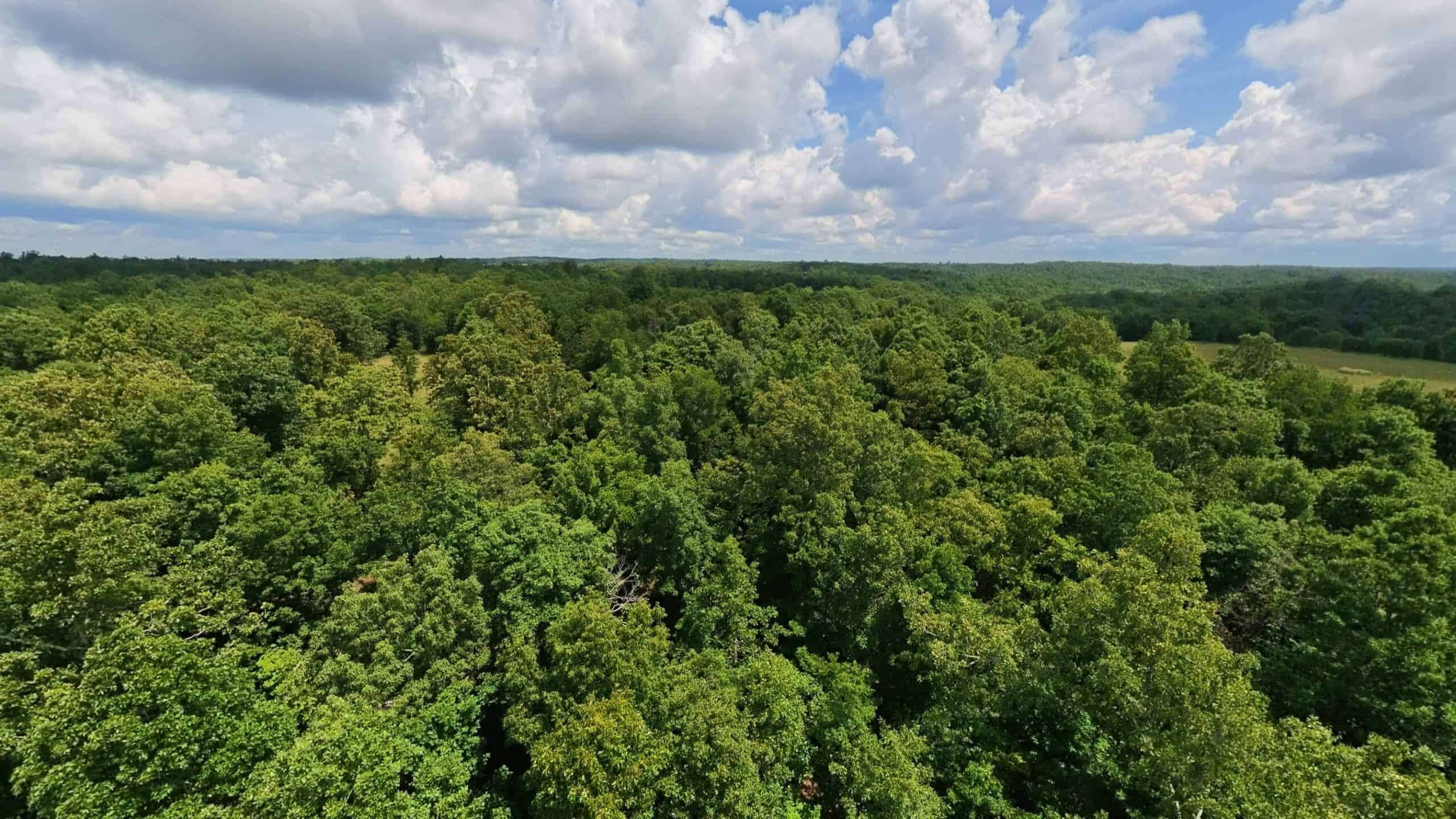 40 Acres of Hunting Land Near Mark Twain National Forest in Oregon County, Missouri