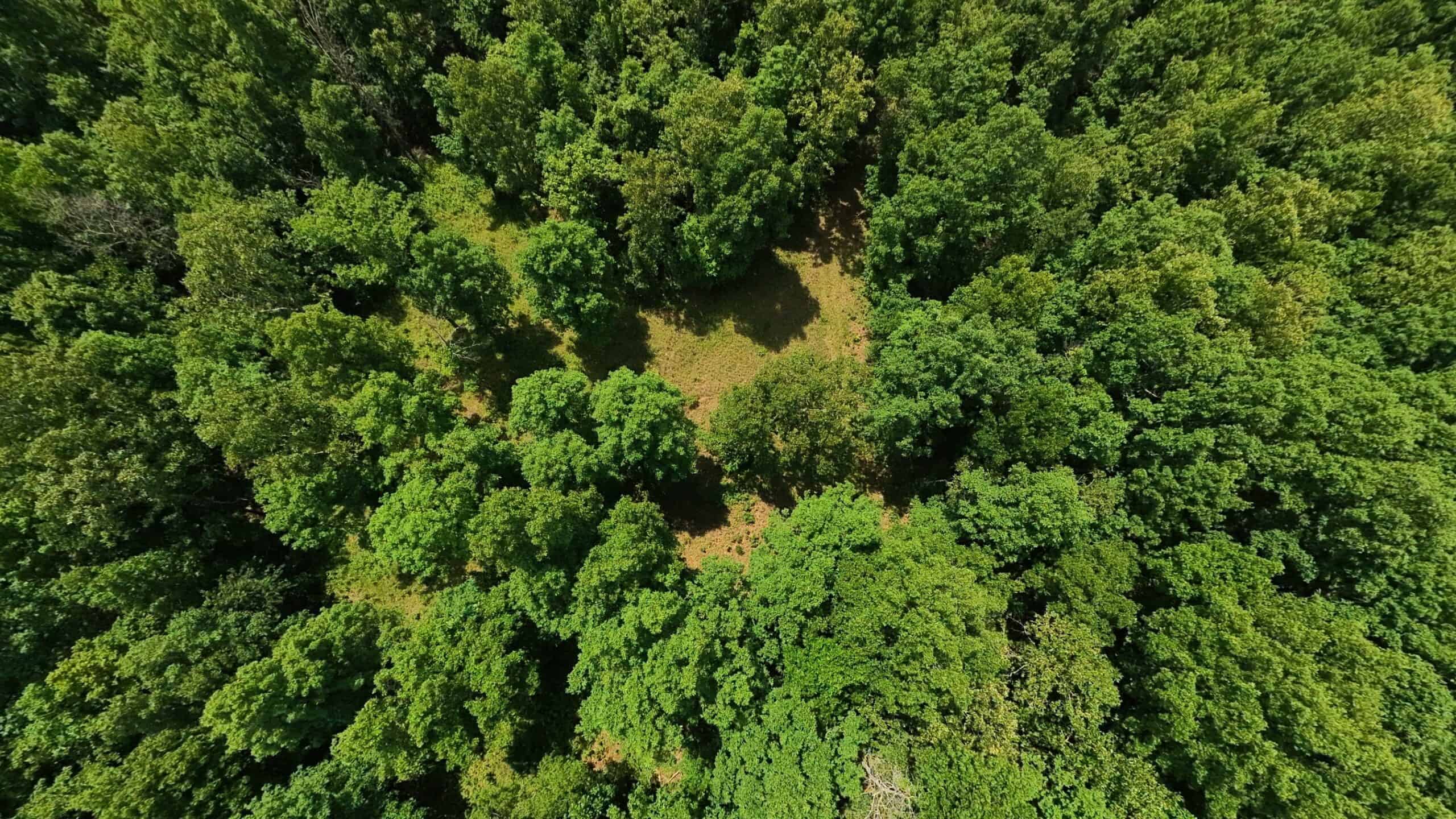 40 Acres of Hunting Land Near Mark Twain National Forest in Oregon County, Missouri