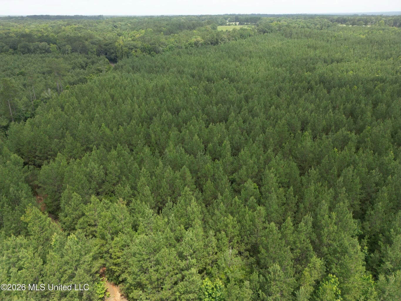 70+- Acres of Plantation Pines Pike County MS