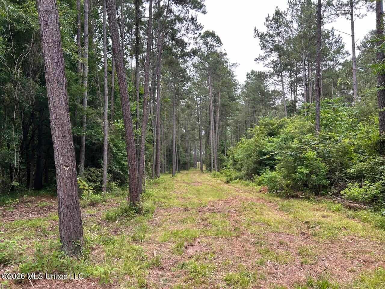 120± Acres for Sale in Osyka, MS on Tickfaw River