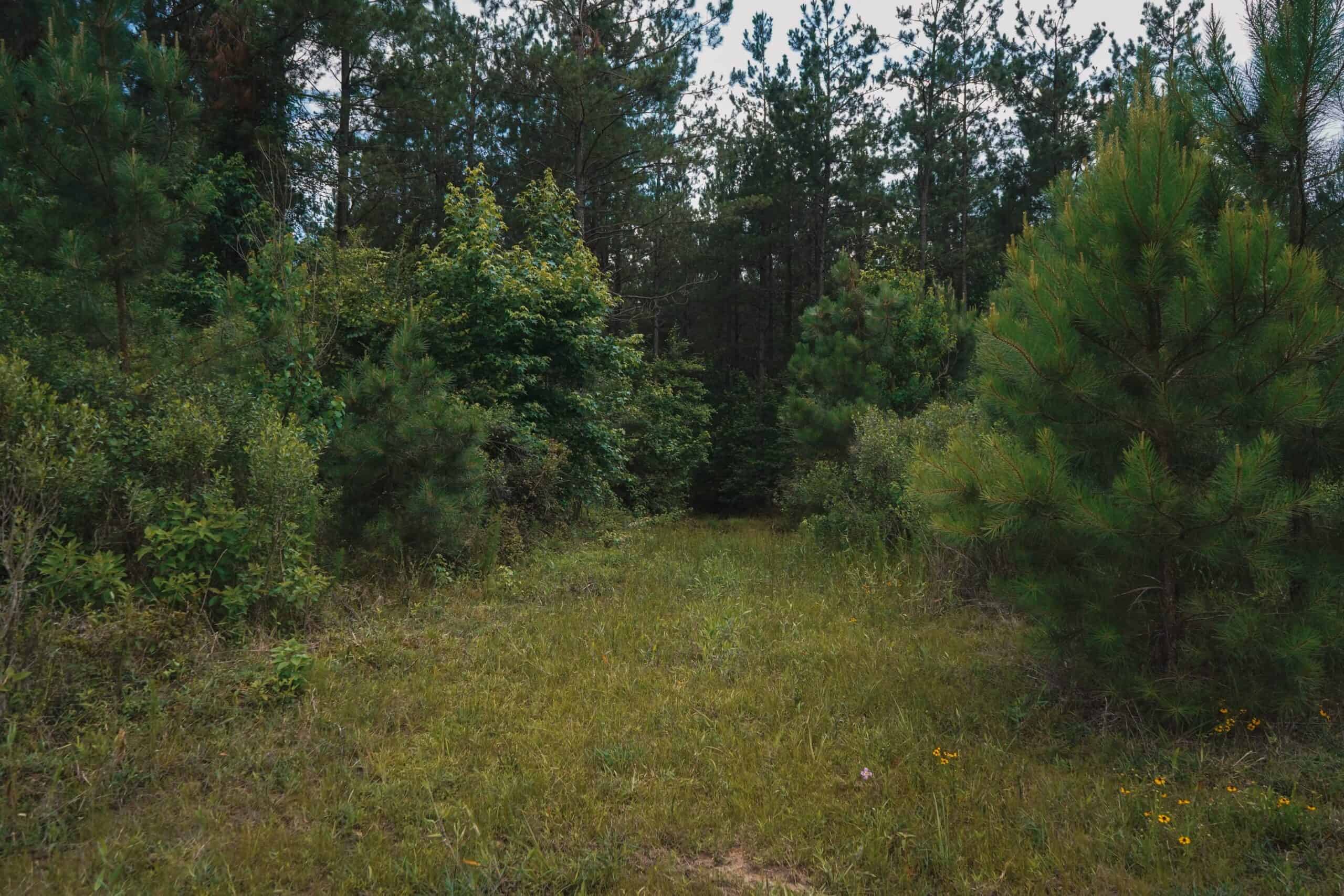Weston 53 – Timber & Hunting Land in Louisiana