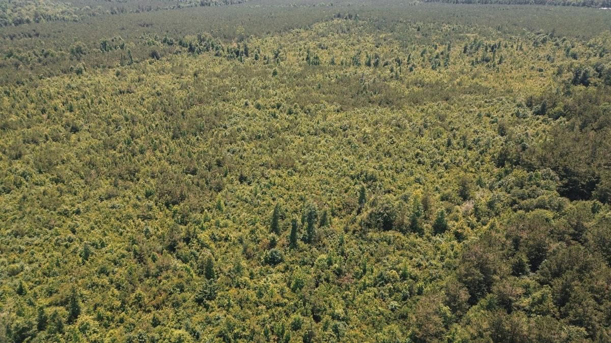 Weston 112 – Timber & Hunting Land in Jackson Parish, LA