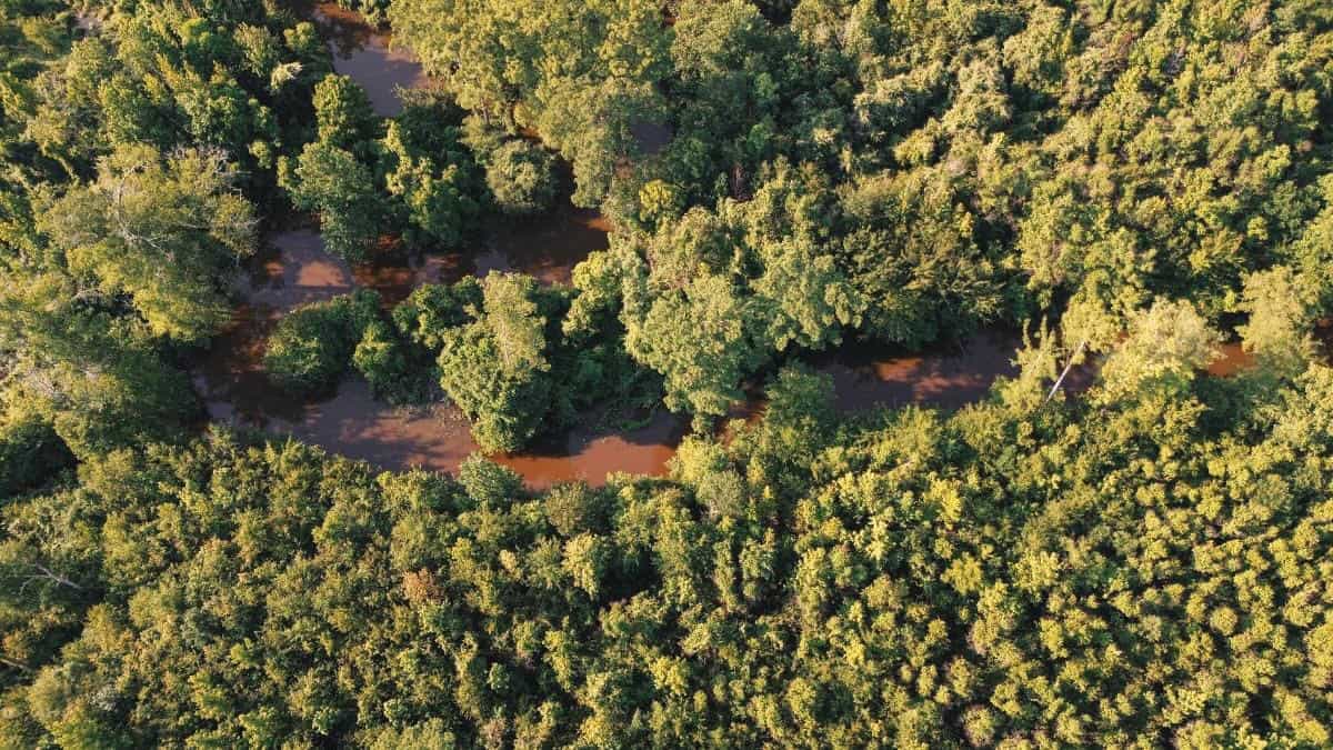 Chatham 72 – HARDWOOD TIMBER & HUNTING JACKSON PARISH LA