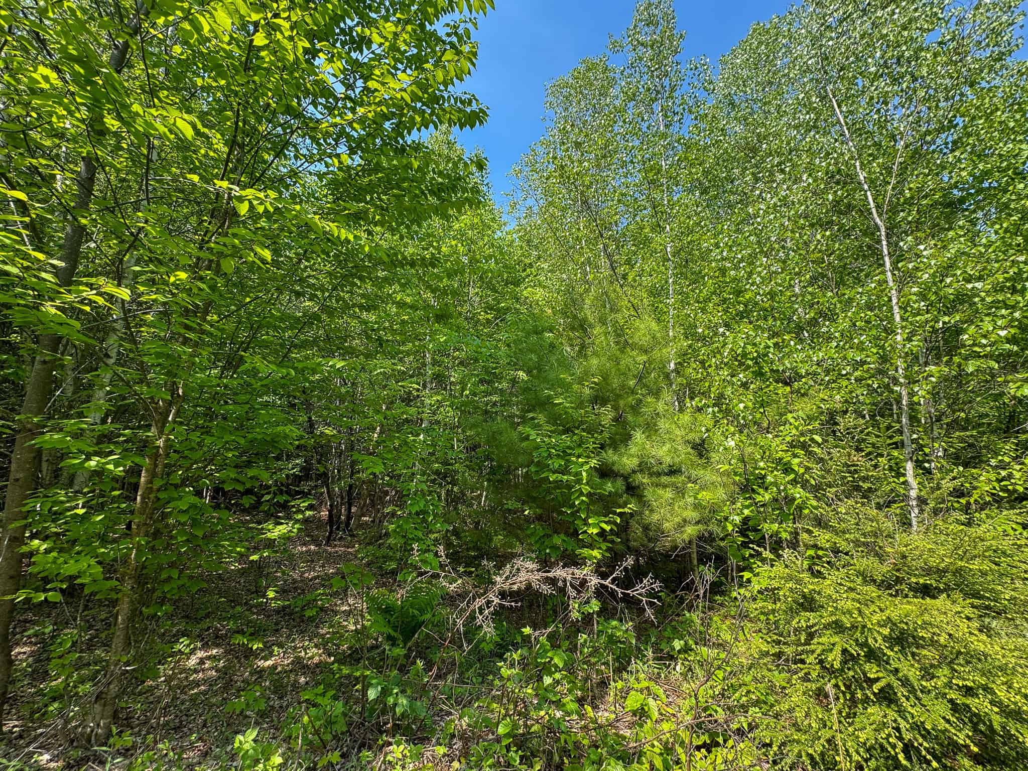 Large Land Parcel – 100 Acres in Maxfield, Maine