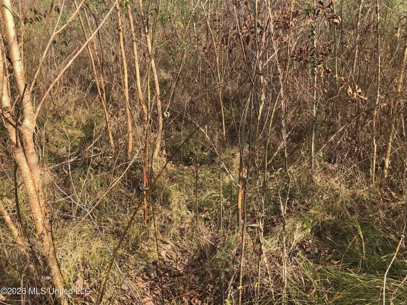 88.5 acres Hunting & Timber Land for Sale in Utica, Ms