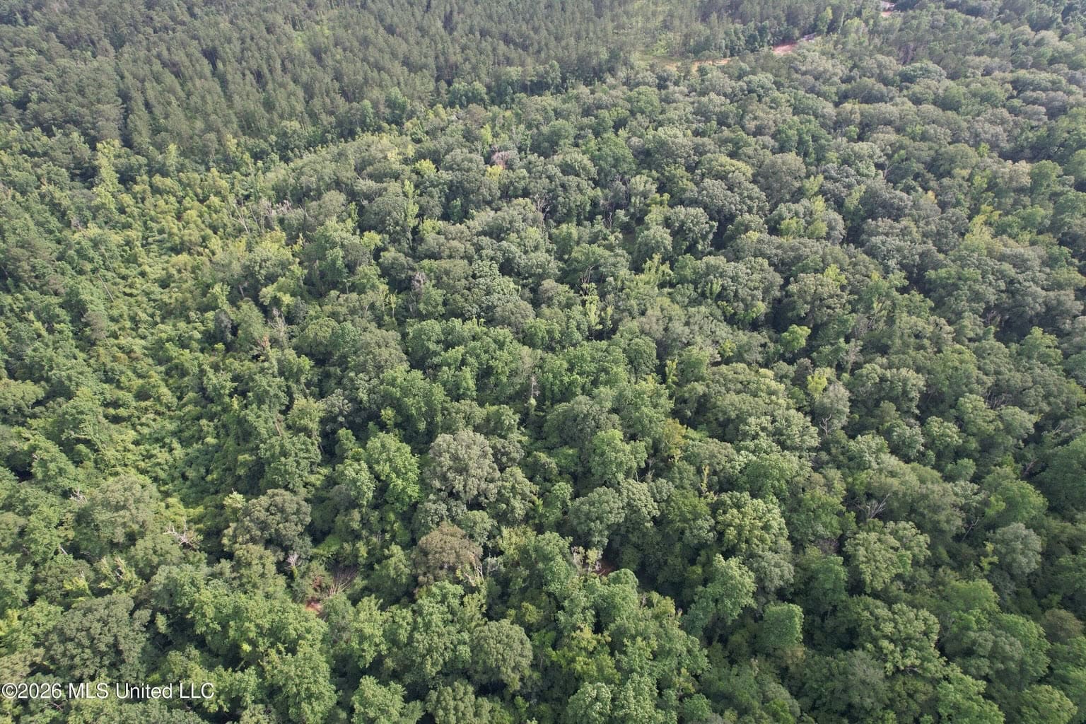 155 Acres Hunting Land for Sale in Centreville, MS