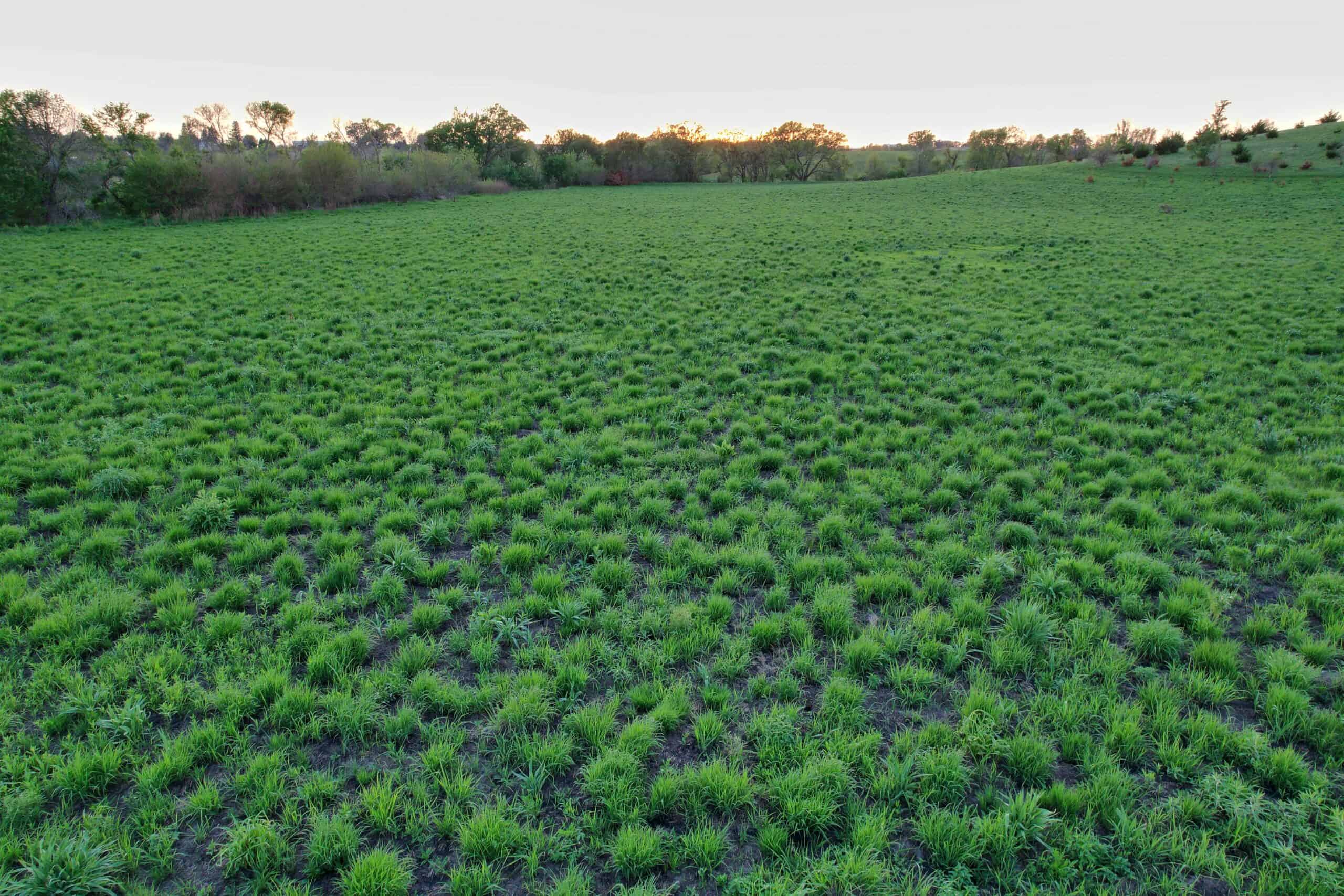 Western Iowa Income Producing Farm