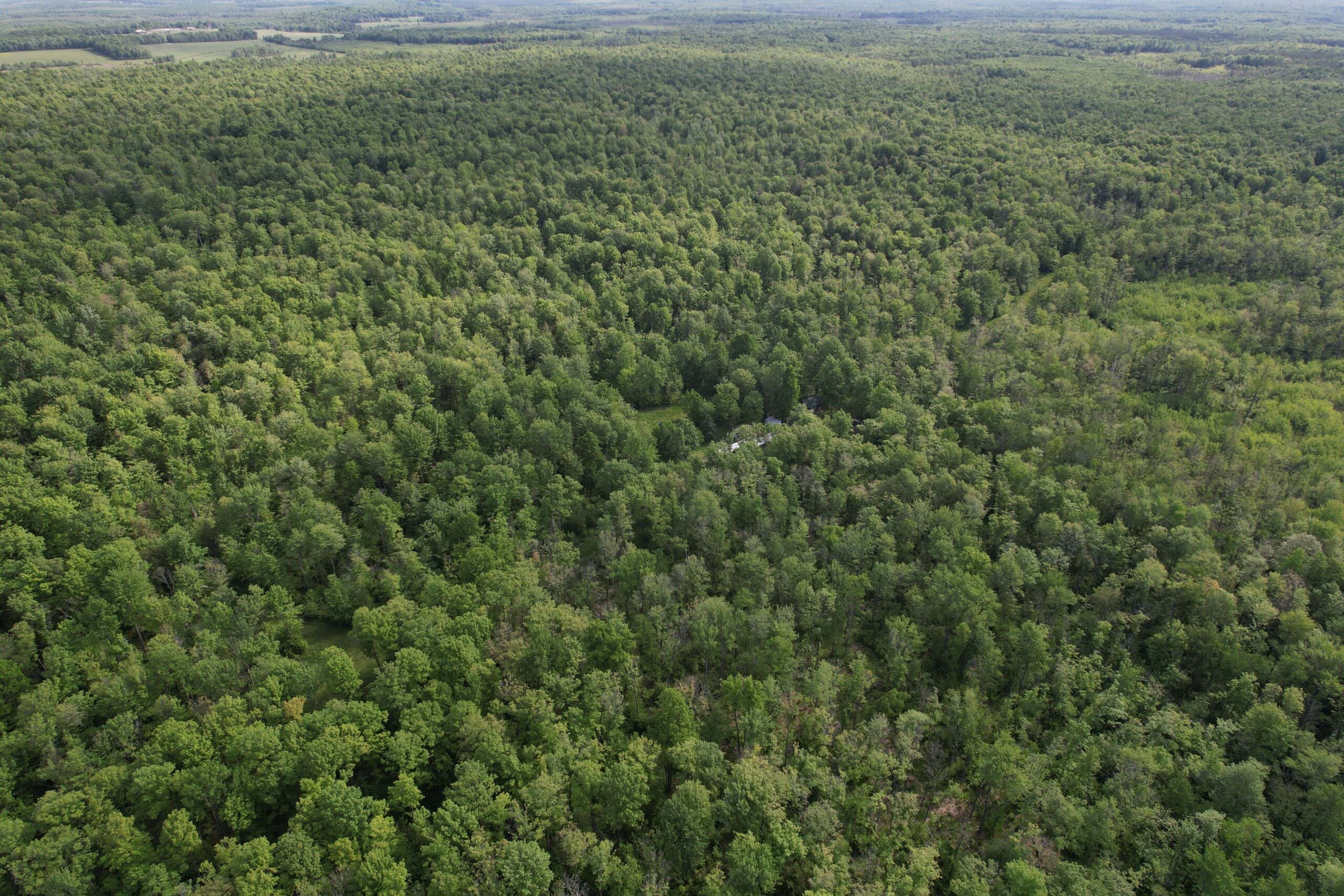120 ± Acres Bordering Chequamegon National Forest – Ogema, WI