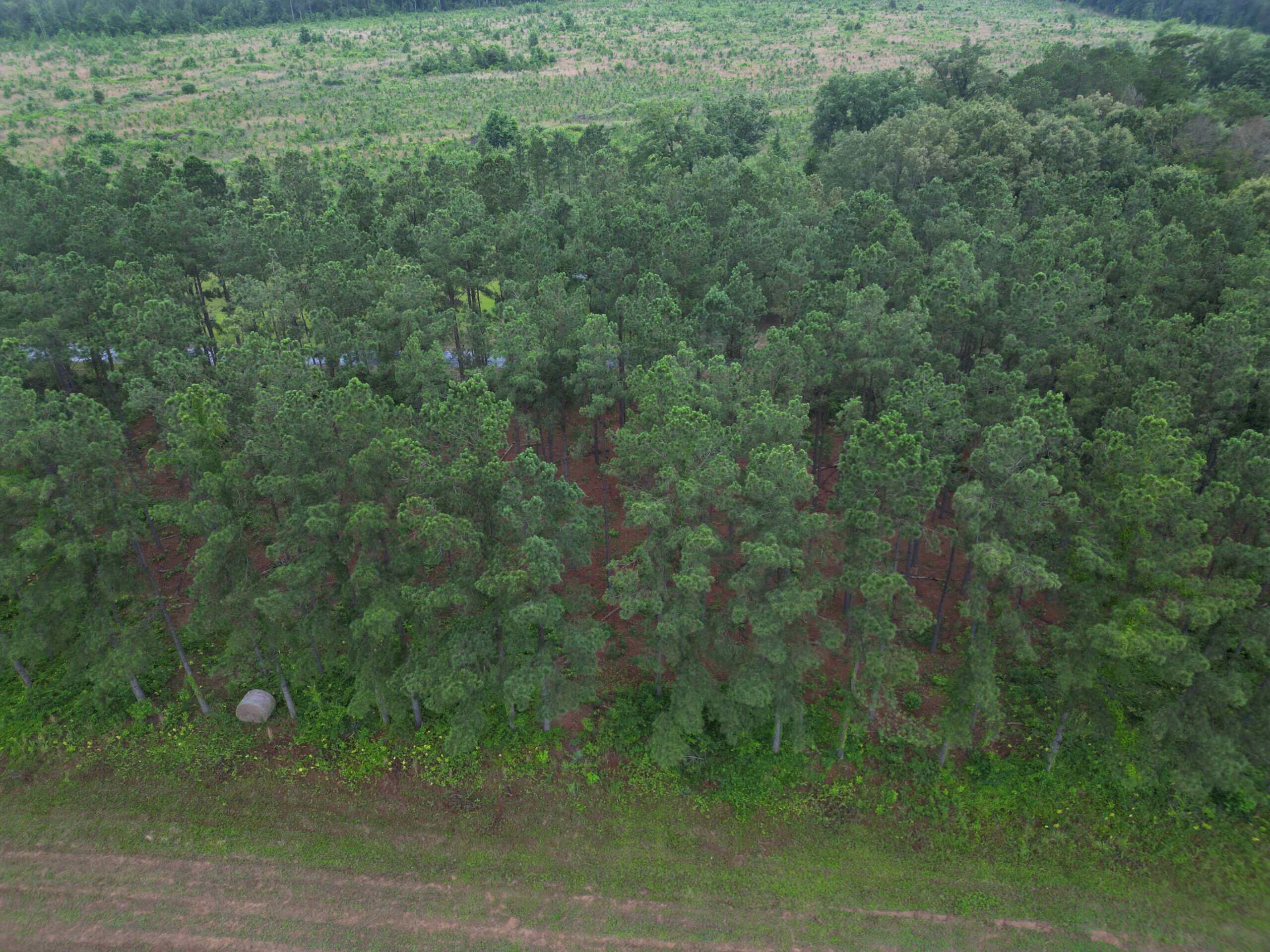 East Texas Land For Sale in McLeod, Texas