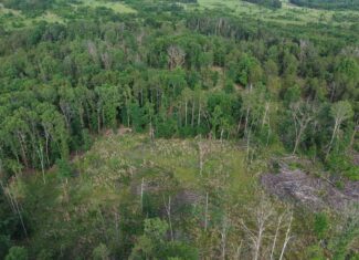 HUNTING AND BUILDING LAND FOR SALE IN NORTH CENTRAL ARKANSAS
